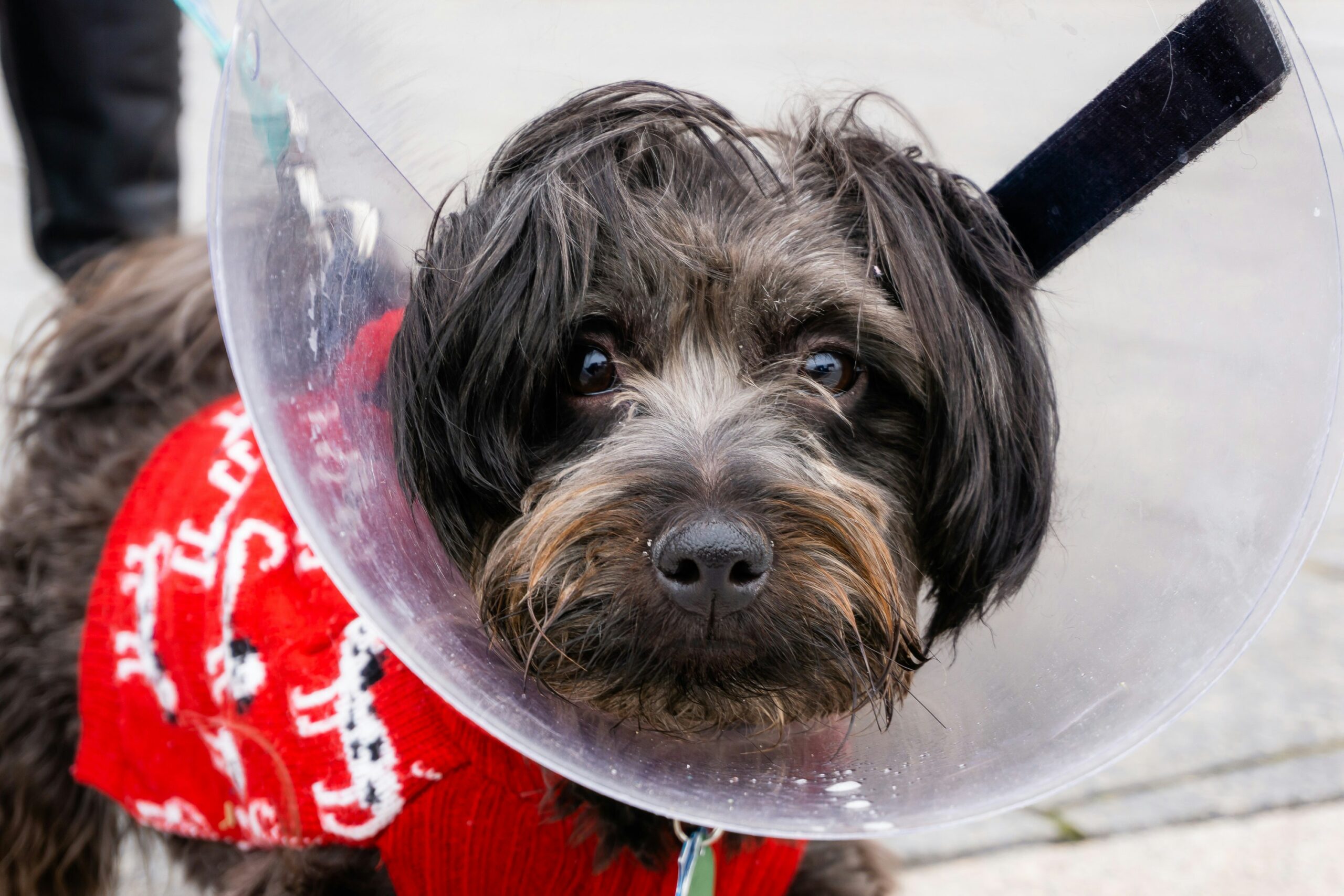 luxating patella