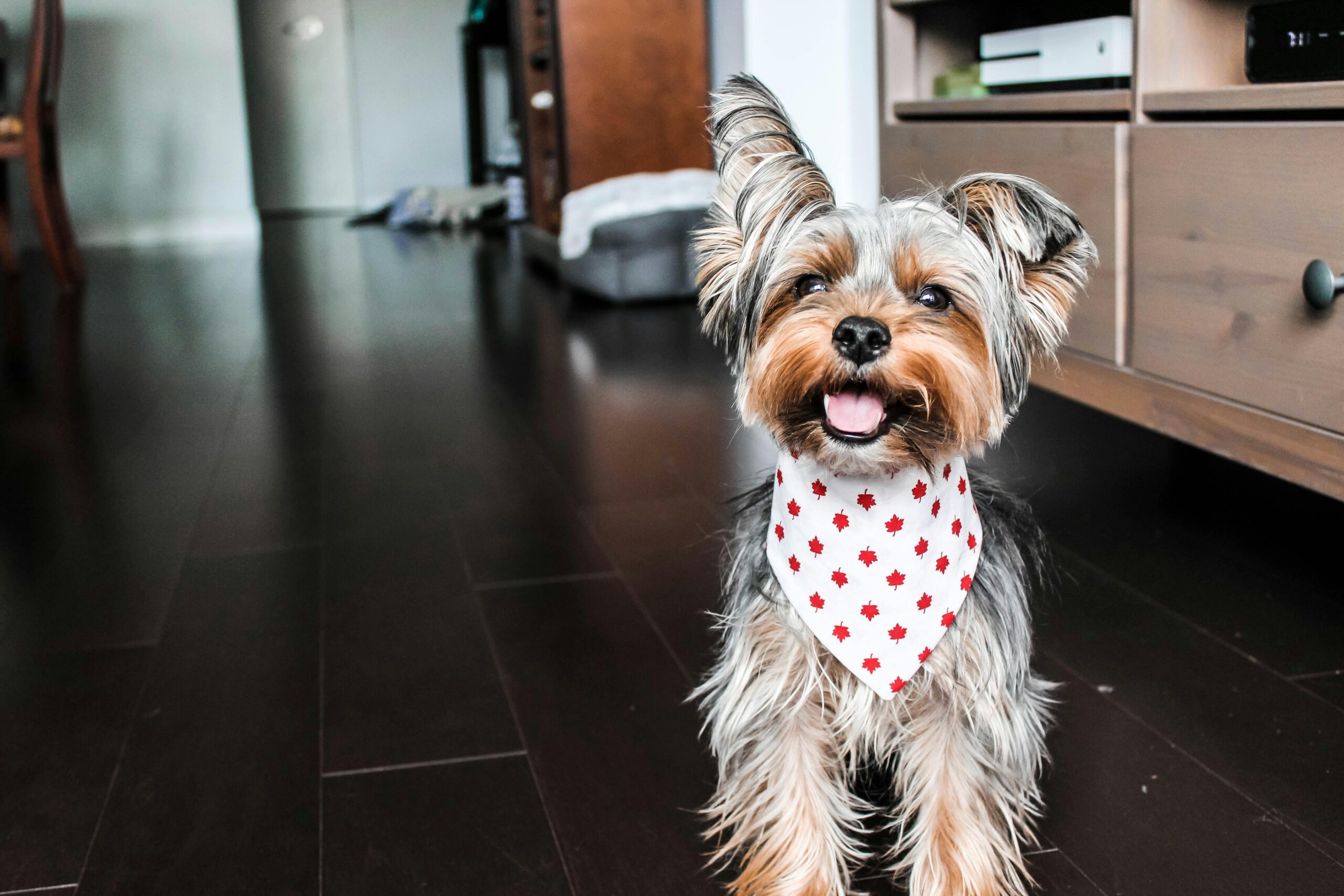 lymphangiectasia in dogs life expectancy