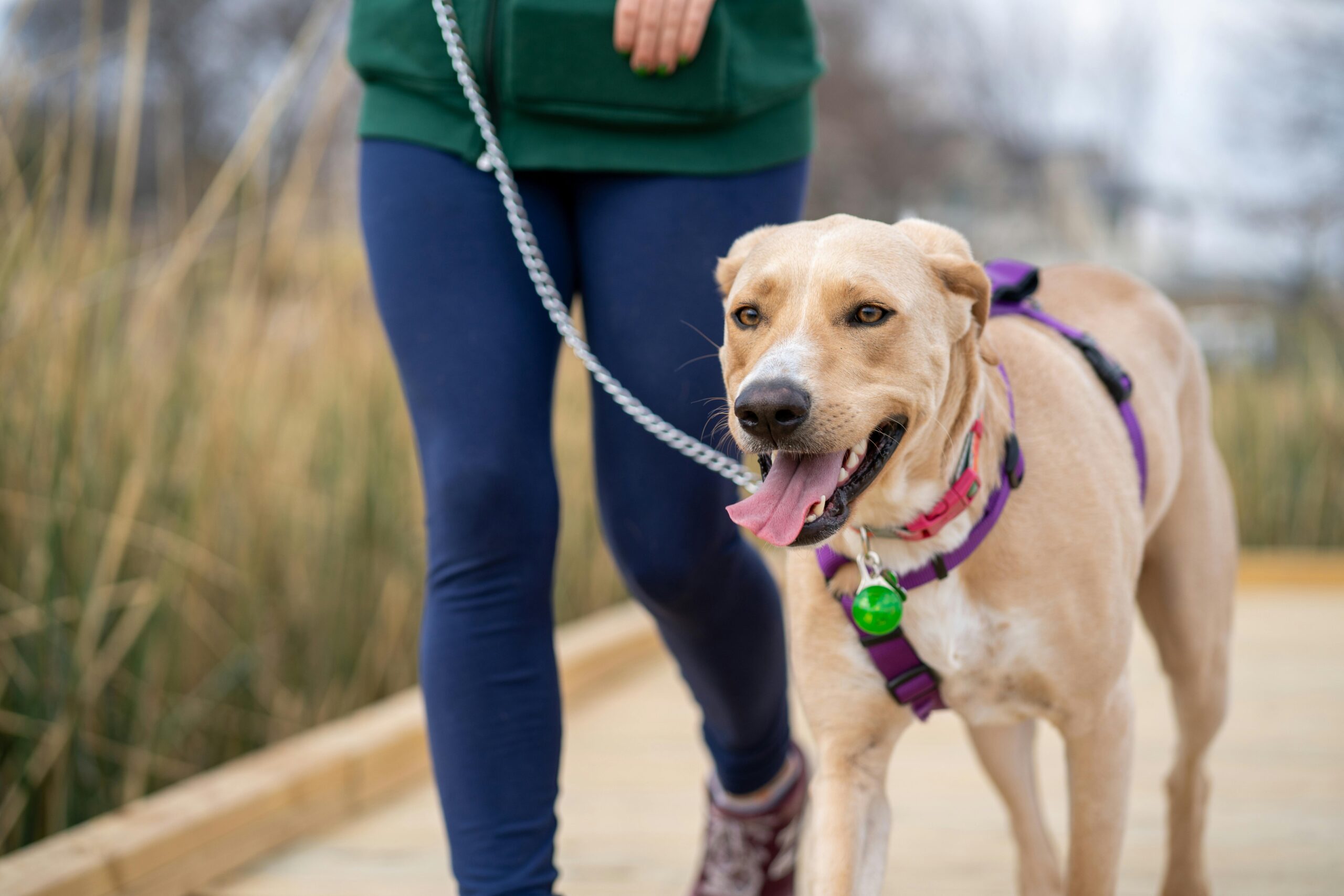 lymphoma in dogs