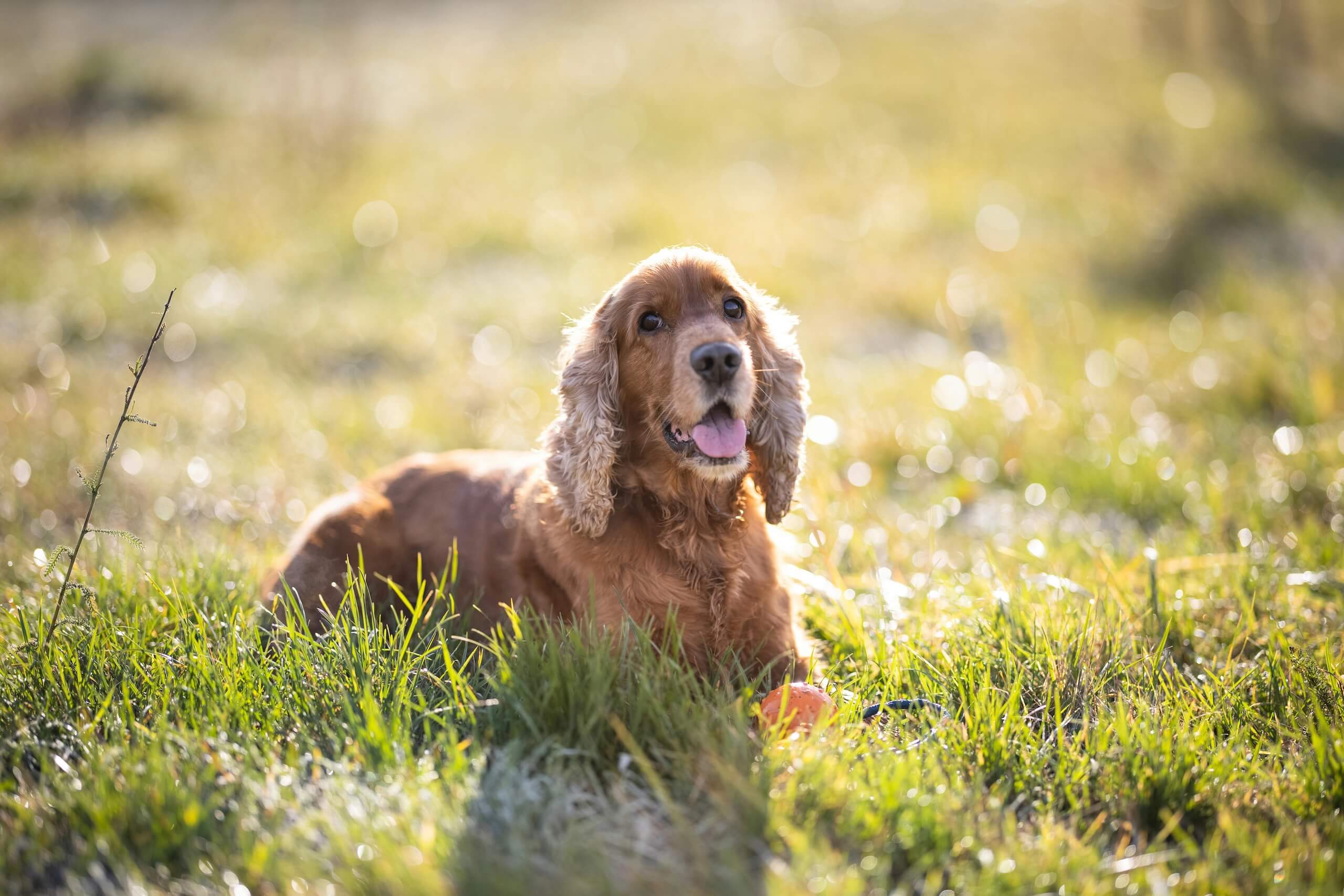 male english cocker spaniel dog names