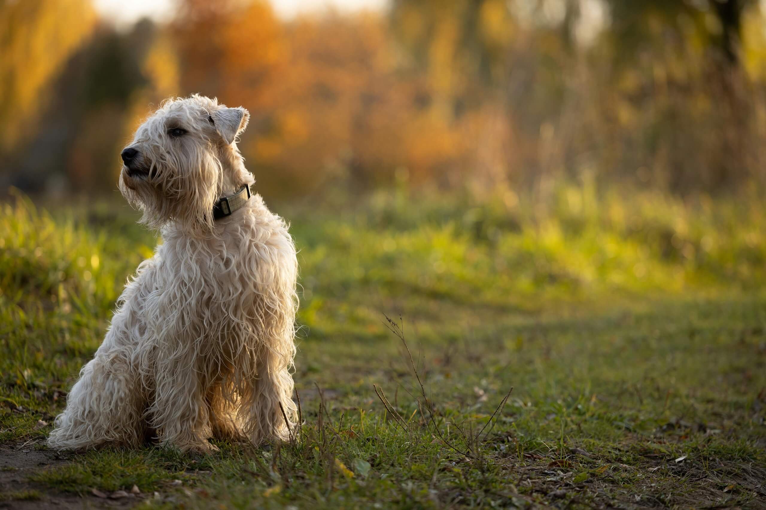 male soft coated wheaten terrier dog names