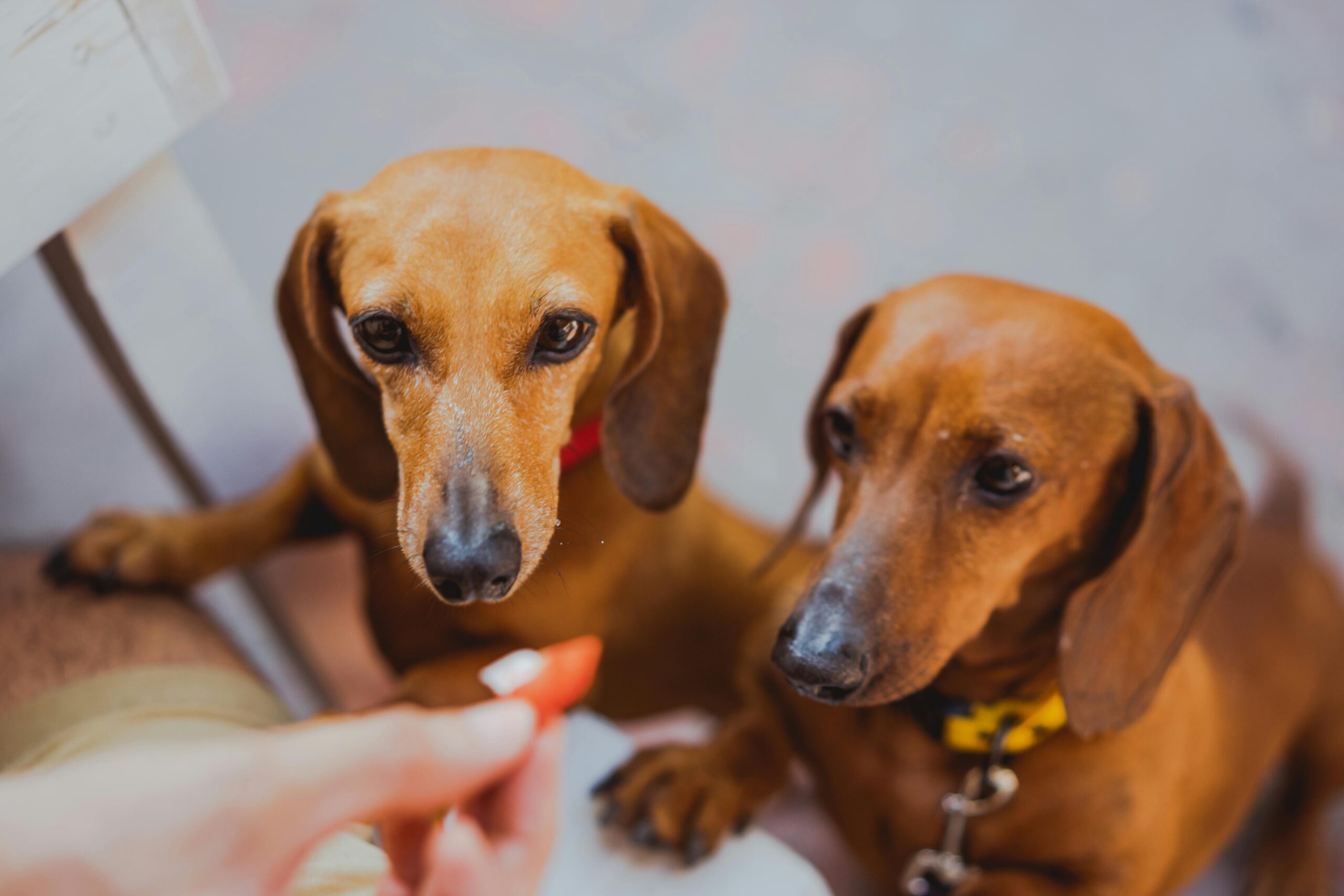 mucopolysaccharidosis in dogs