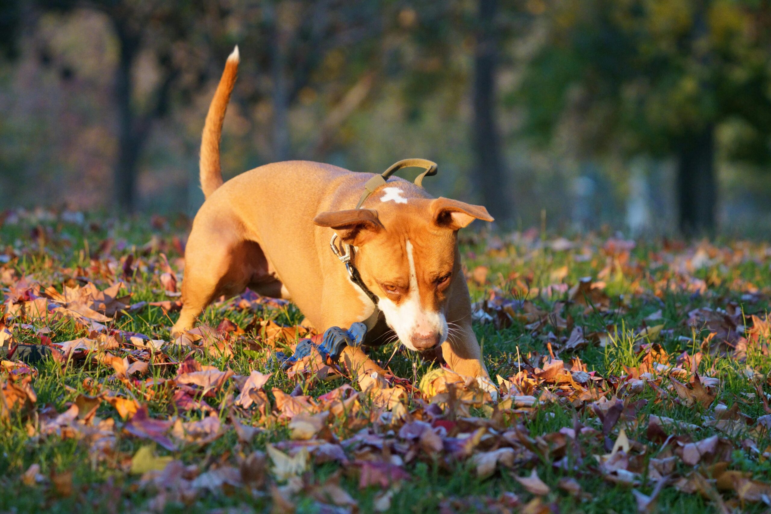 myasthenia gravis in dogs