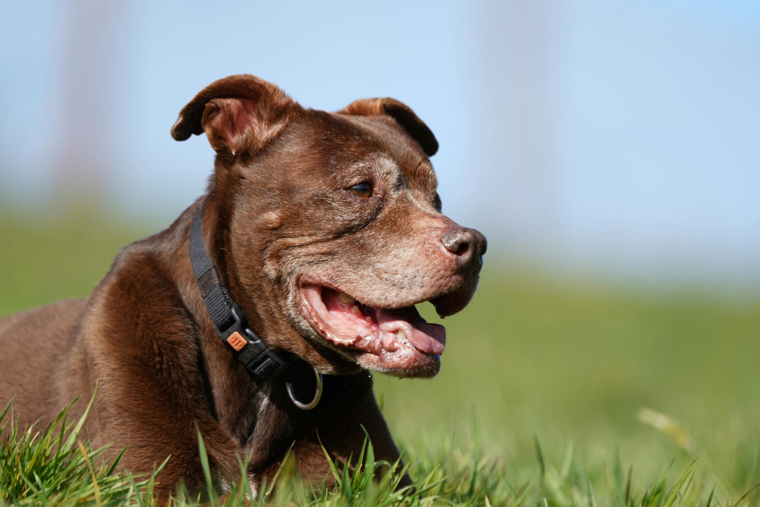 osteoarthritis in dogs