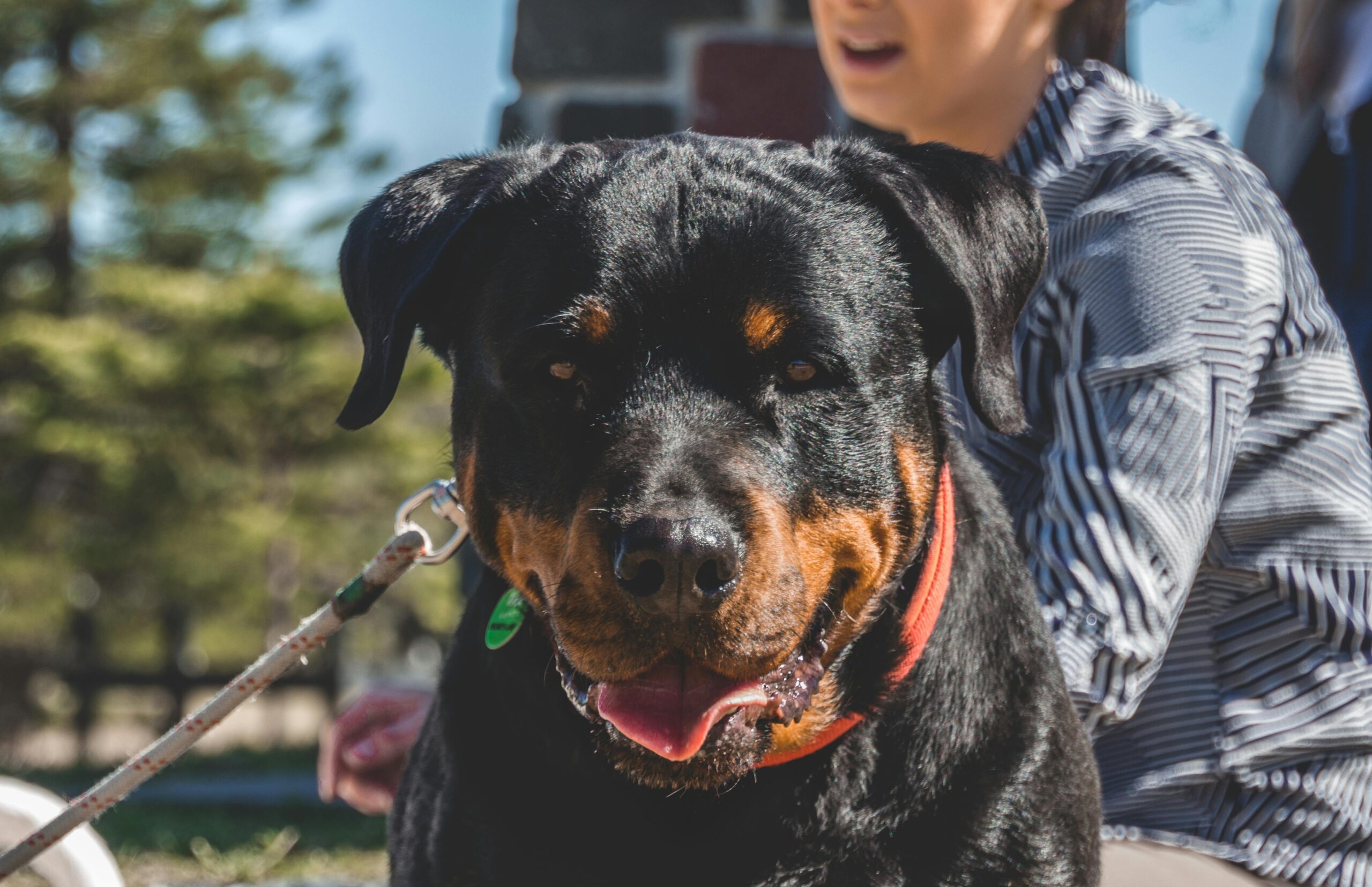 polyneuropathy in dogs