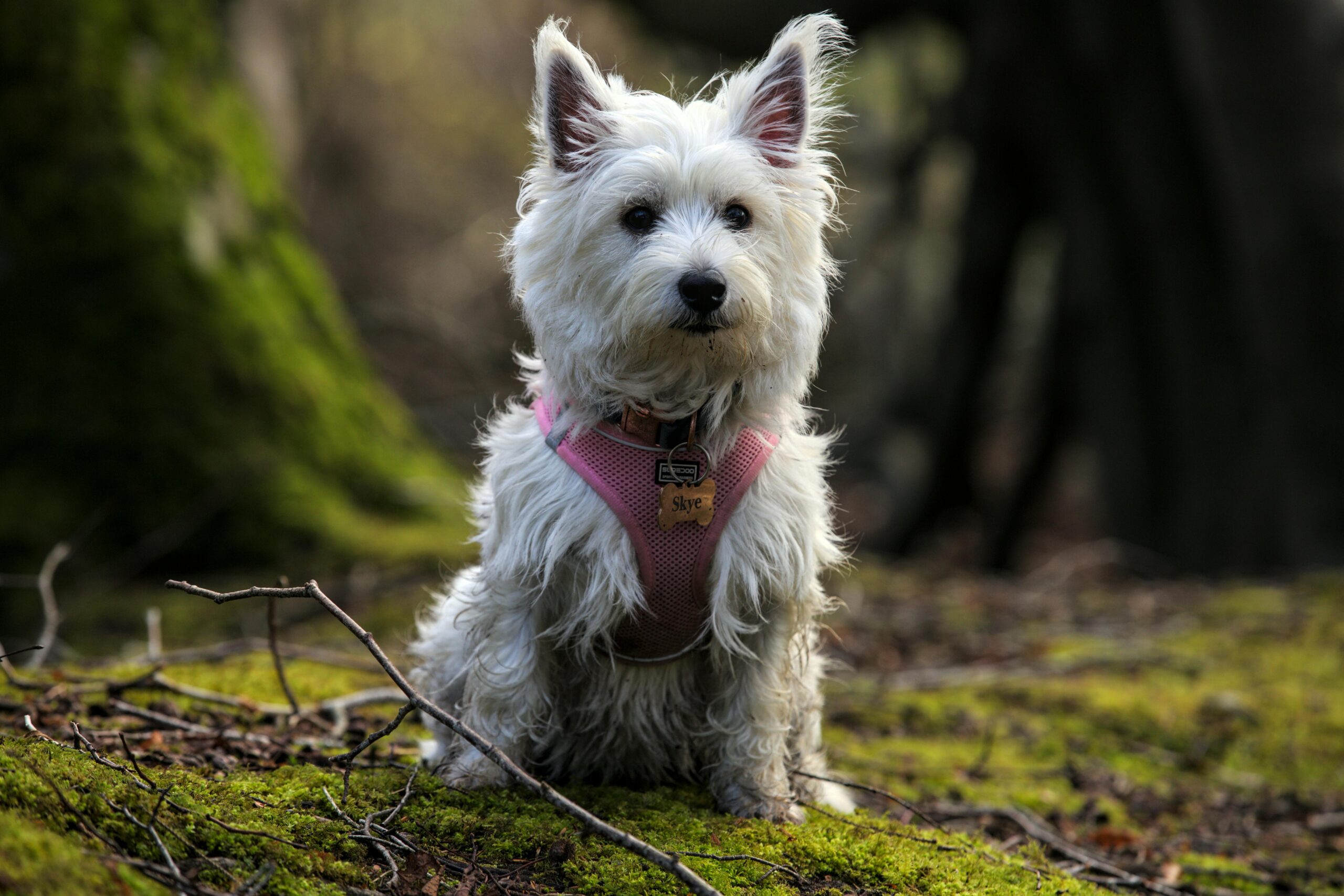 pulmonary fibrosis in dogs