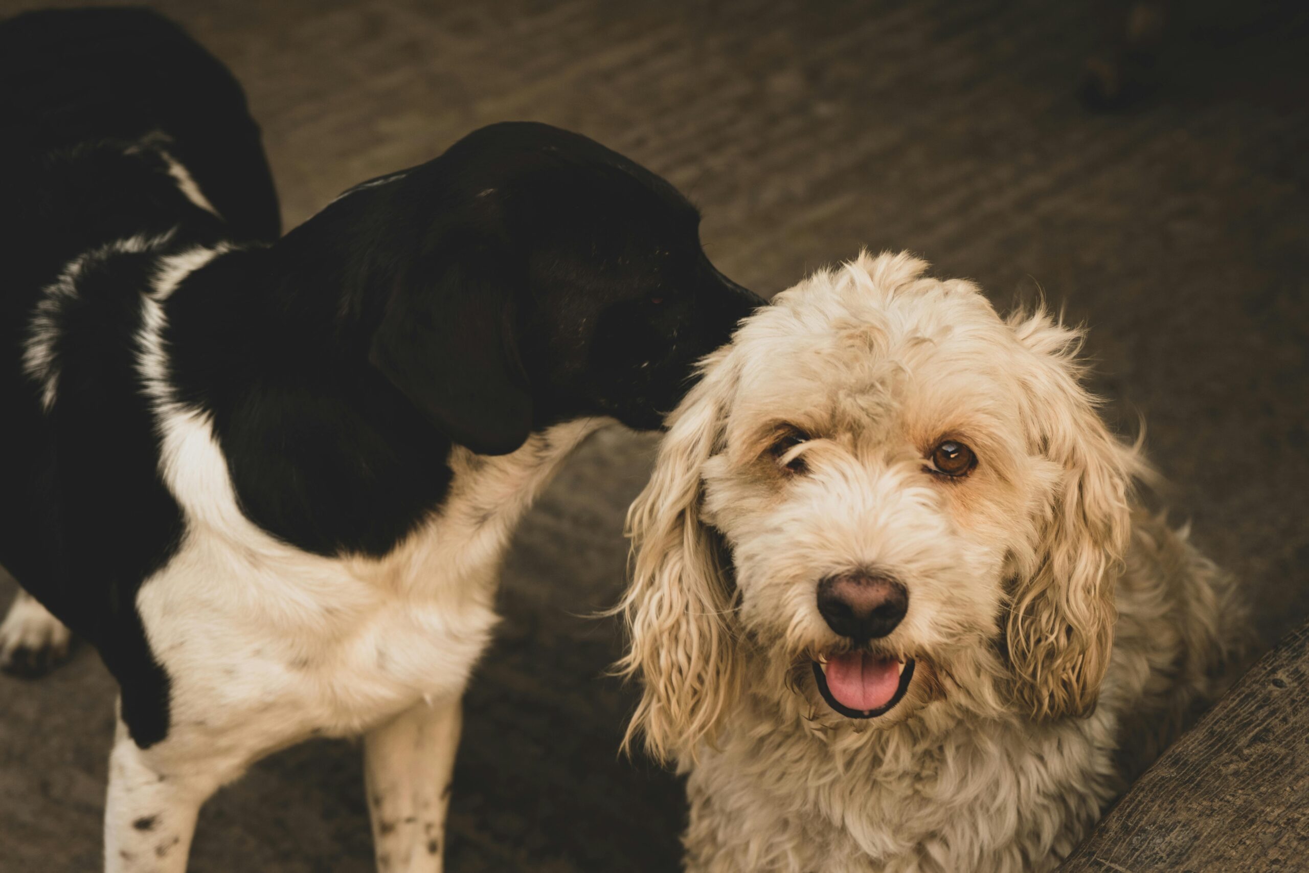 seborrhea dog