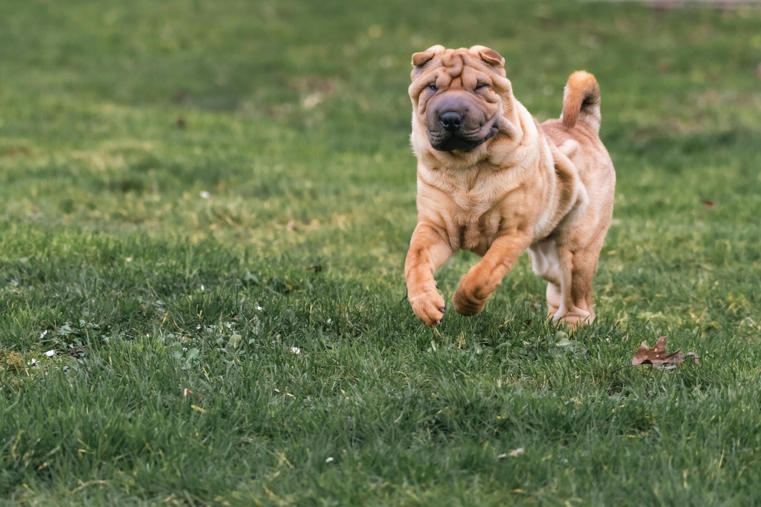shar pei fever