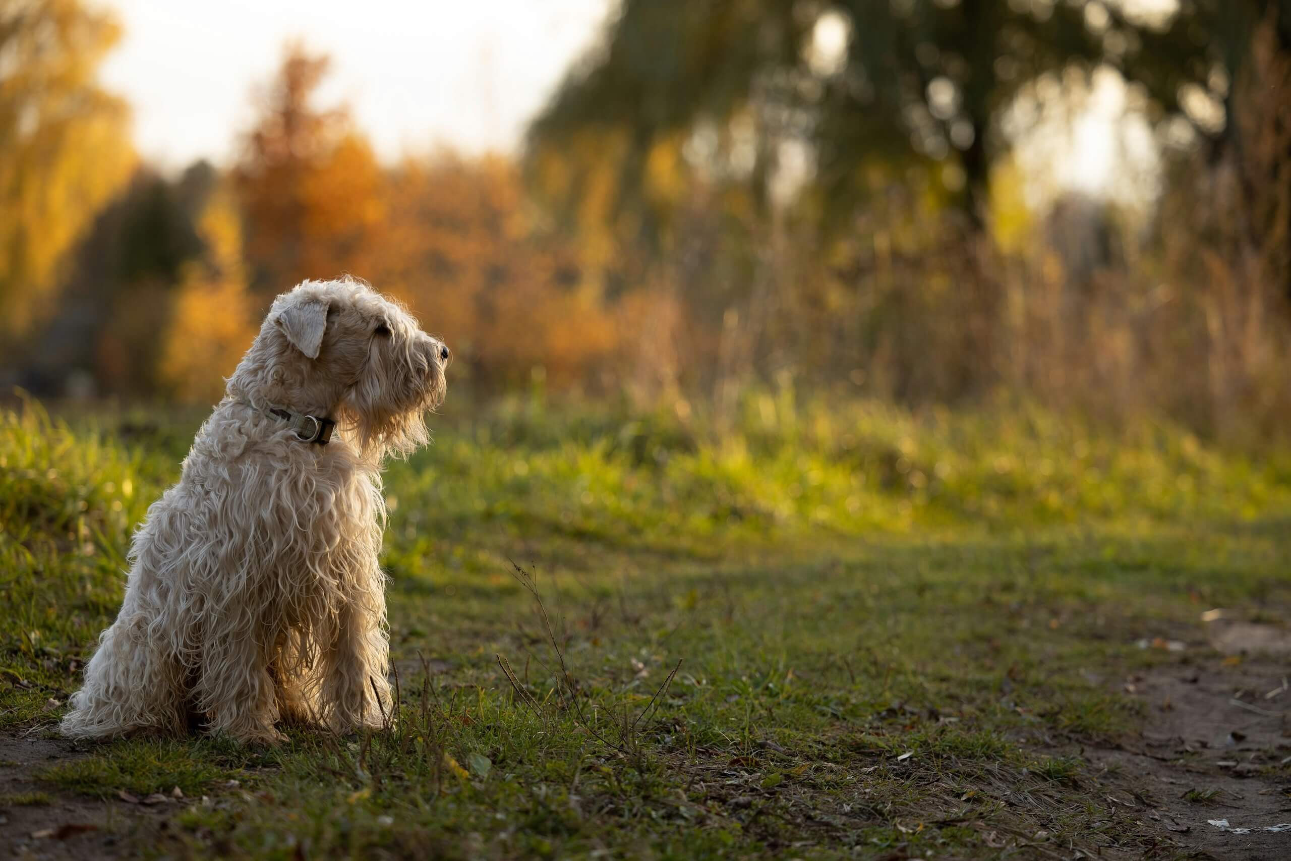 soft coated wheaten terrier dog names