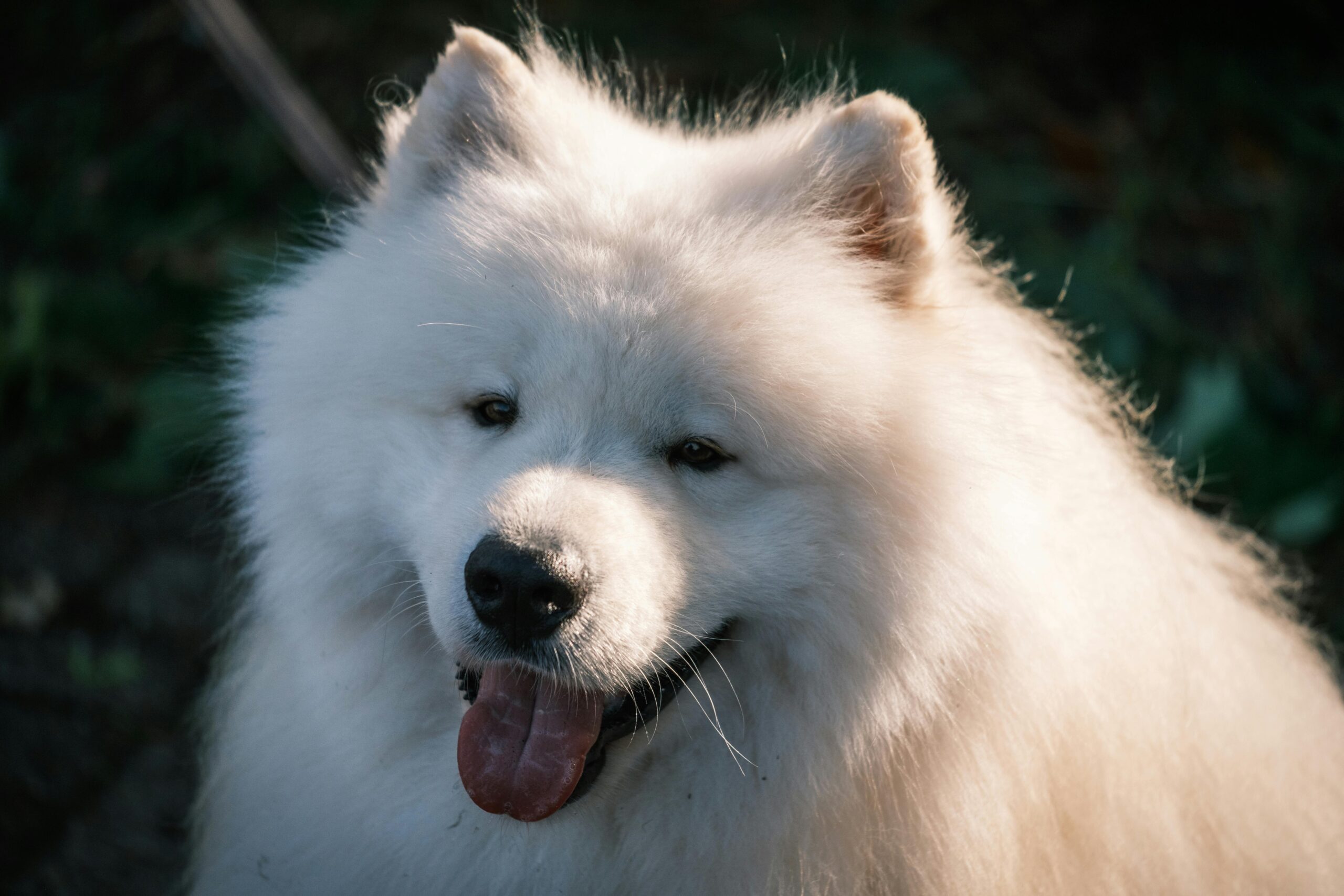 stages of kidney disease in dogs