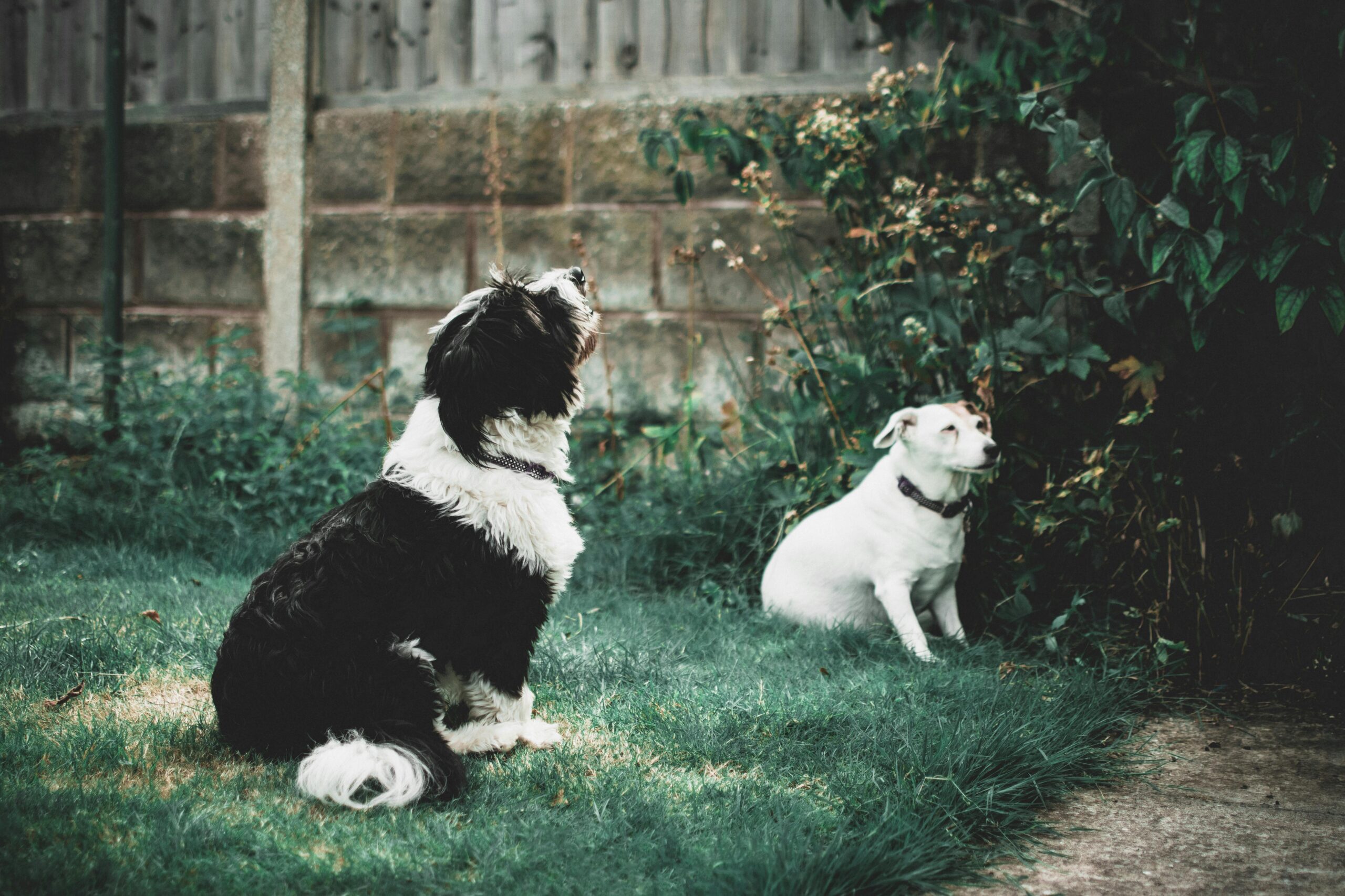 stages of mitral valve disease in dogs