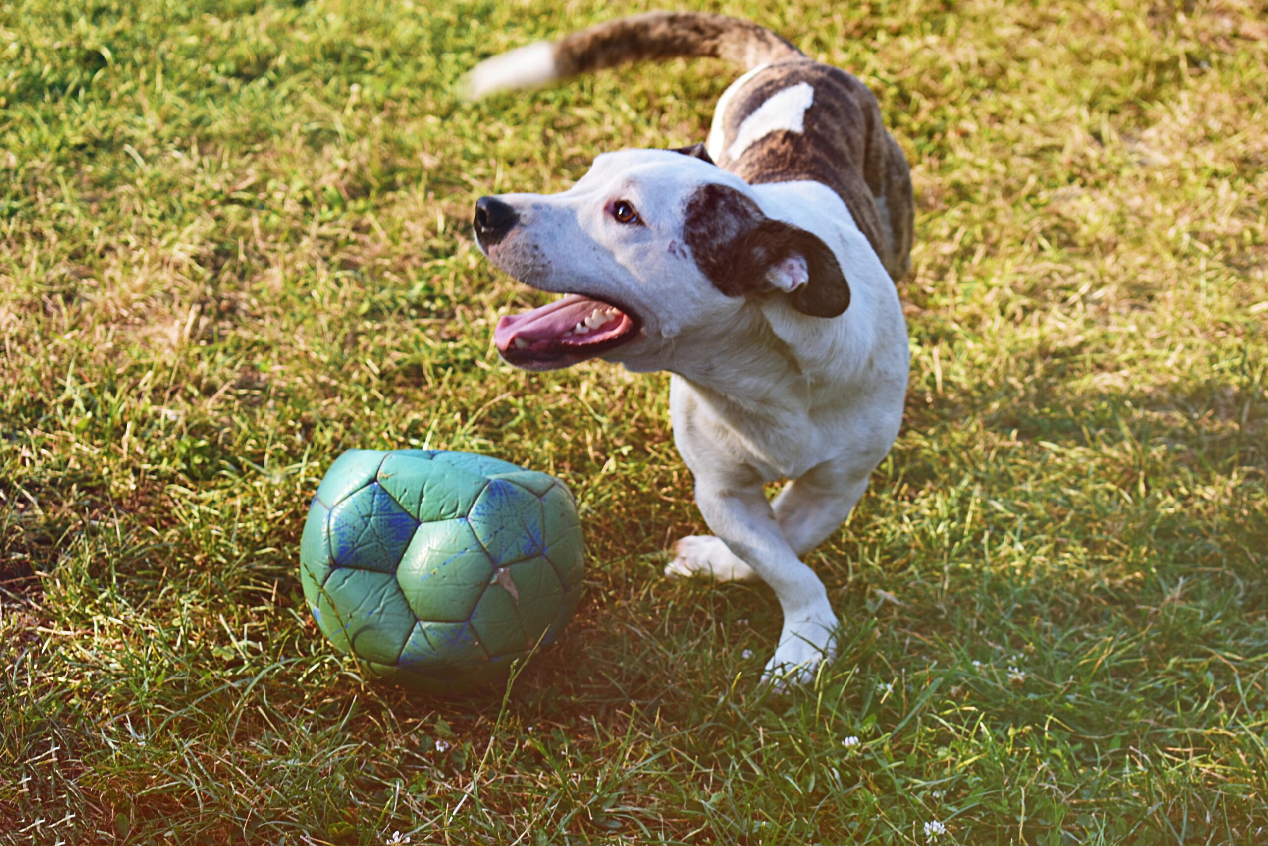 syringomyelia in dogs