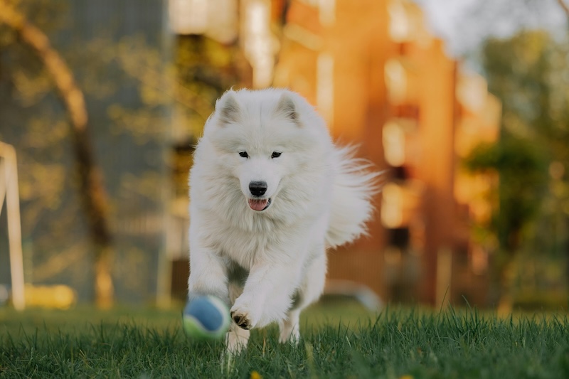 torn knee ligament in dogs