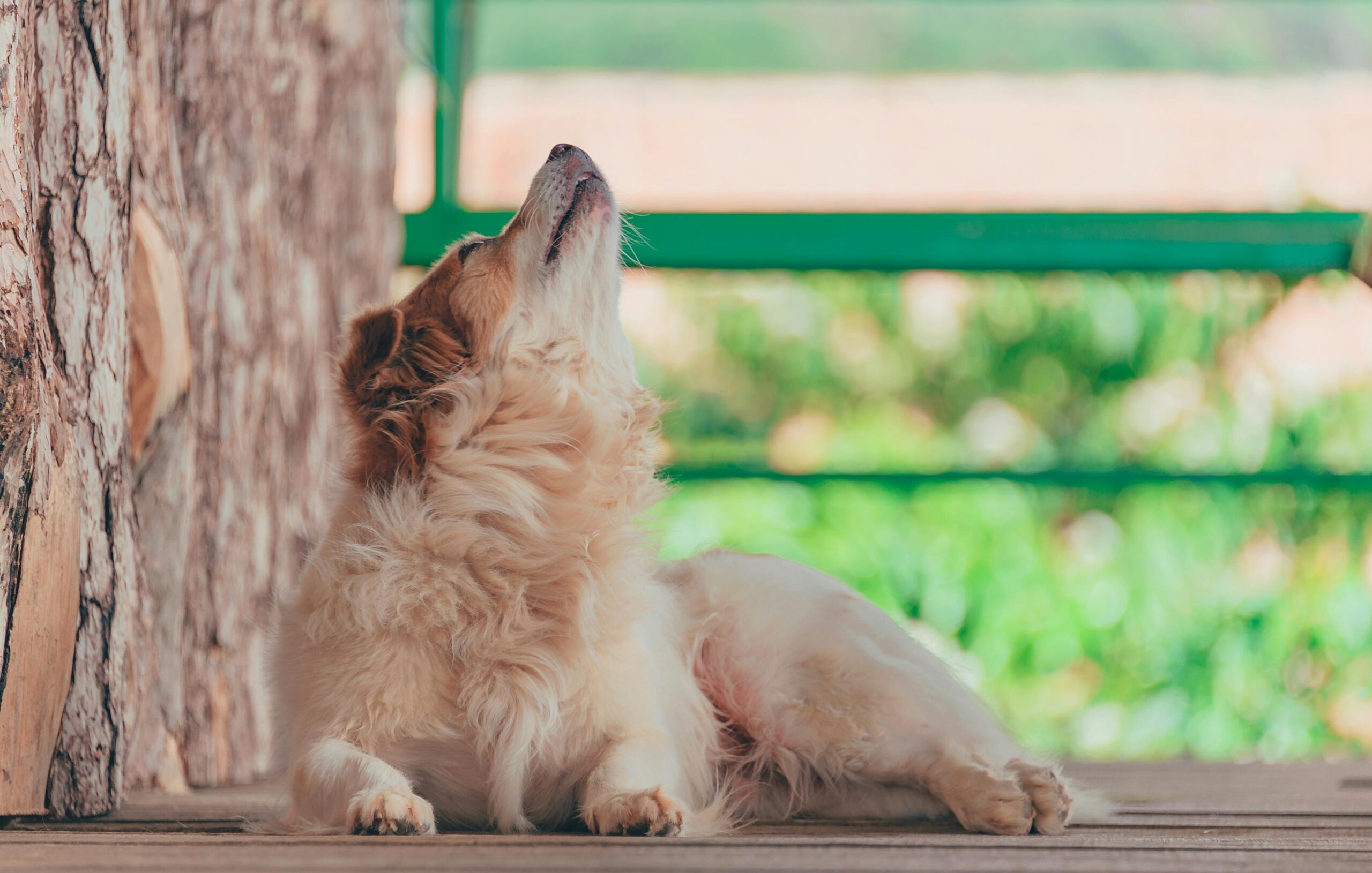 tracheal tear dog