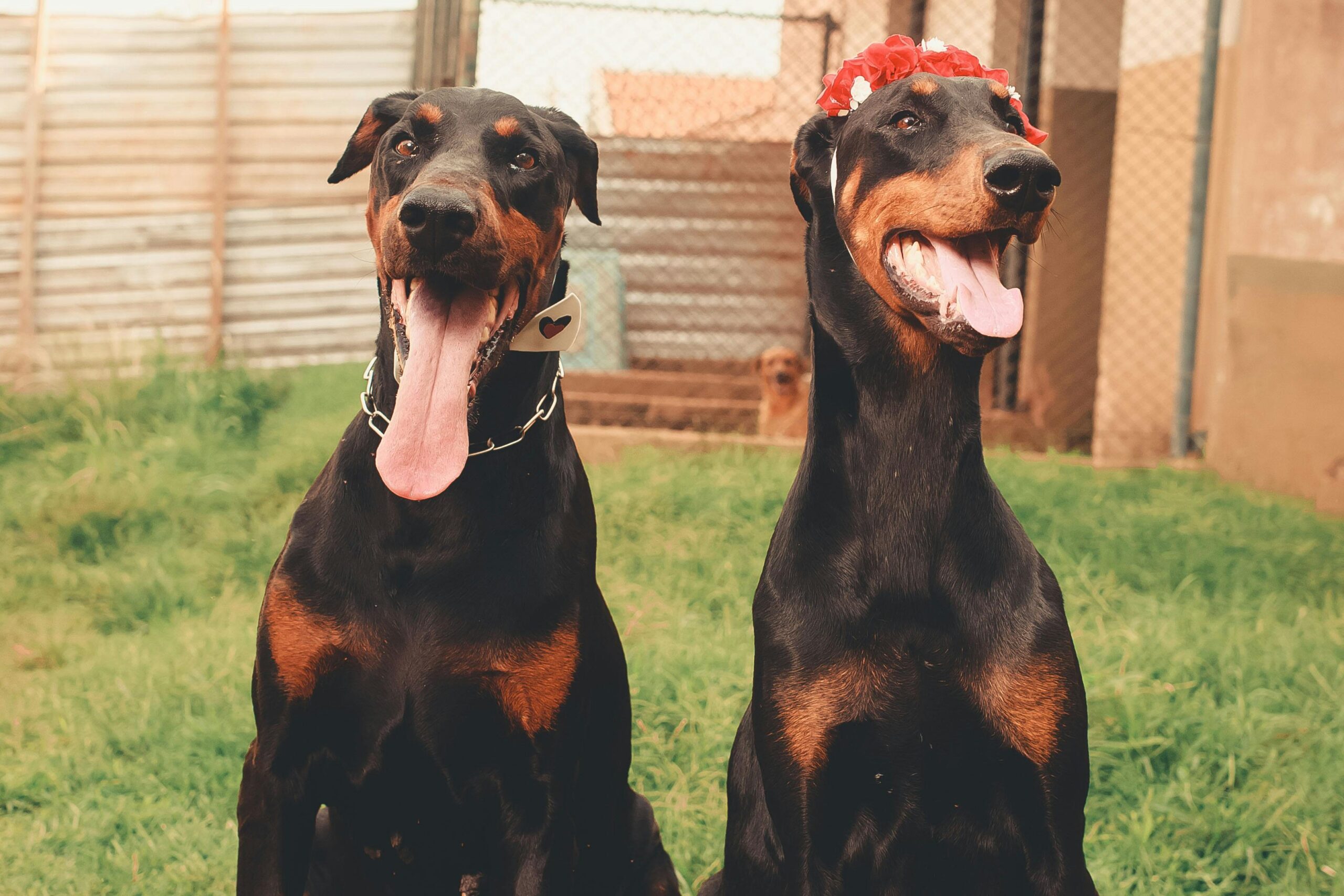 von willebrand disease in dogs
