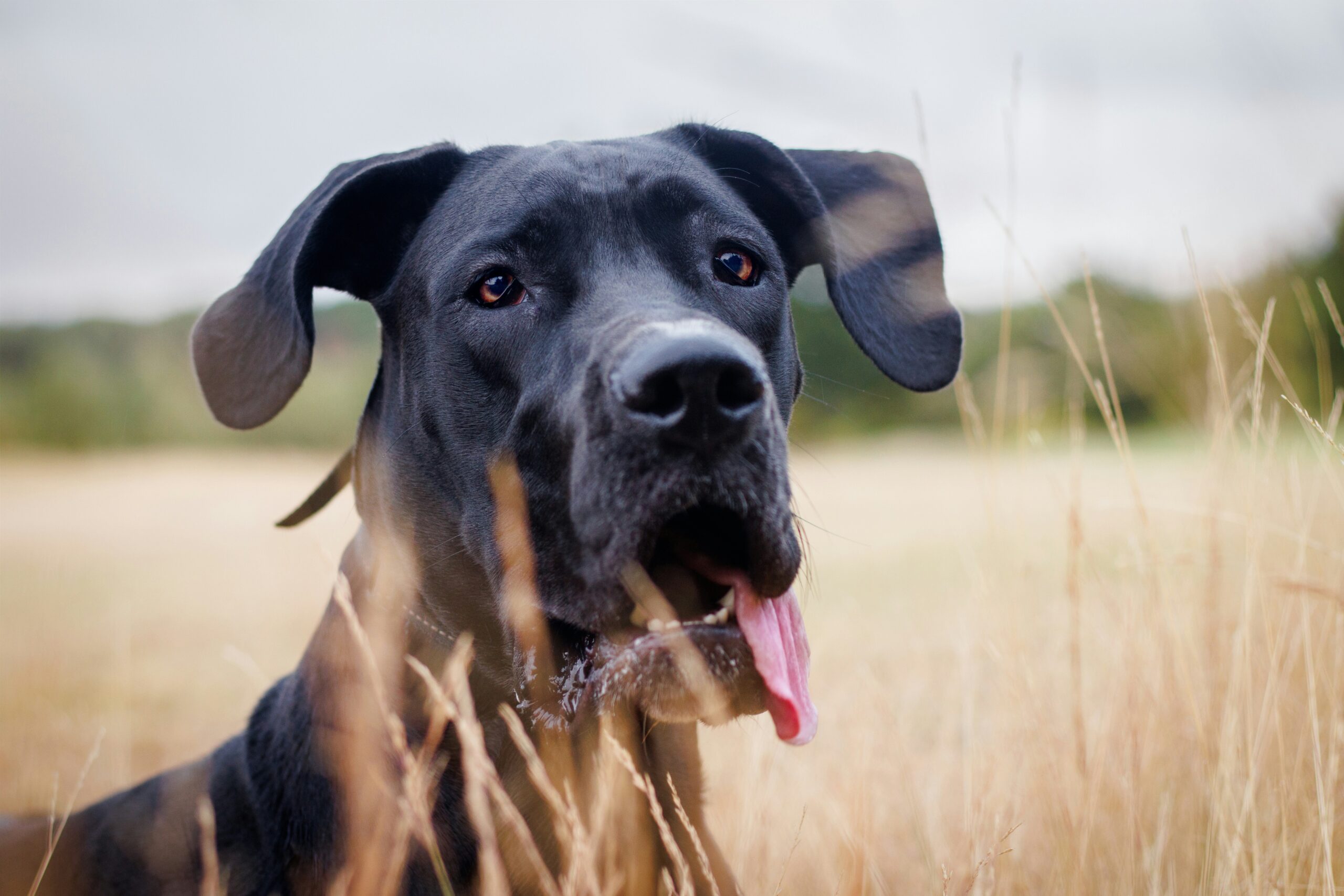 wobblers syndrome in dogs