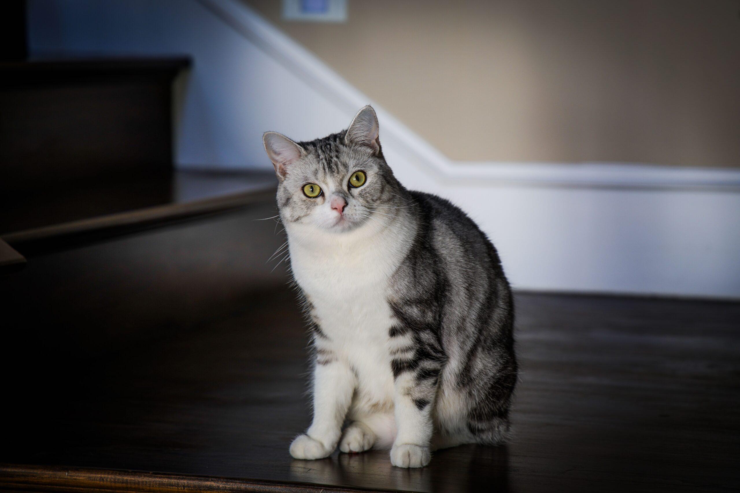 American Shorthair Cat Breed