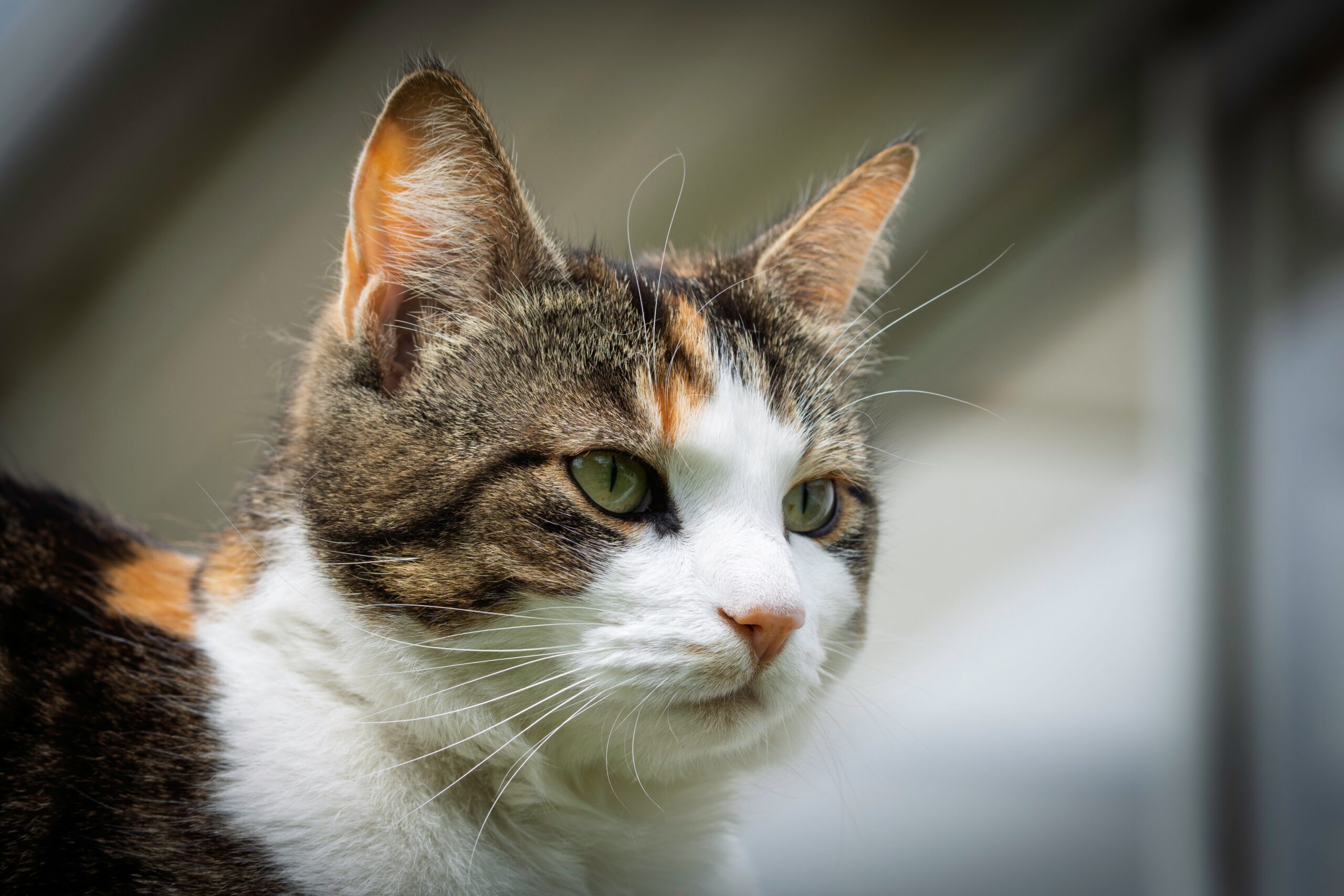 American Wirehair Cat Breed
