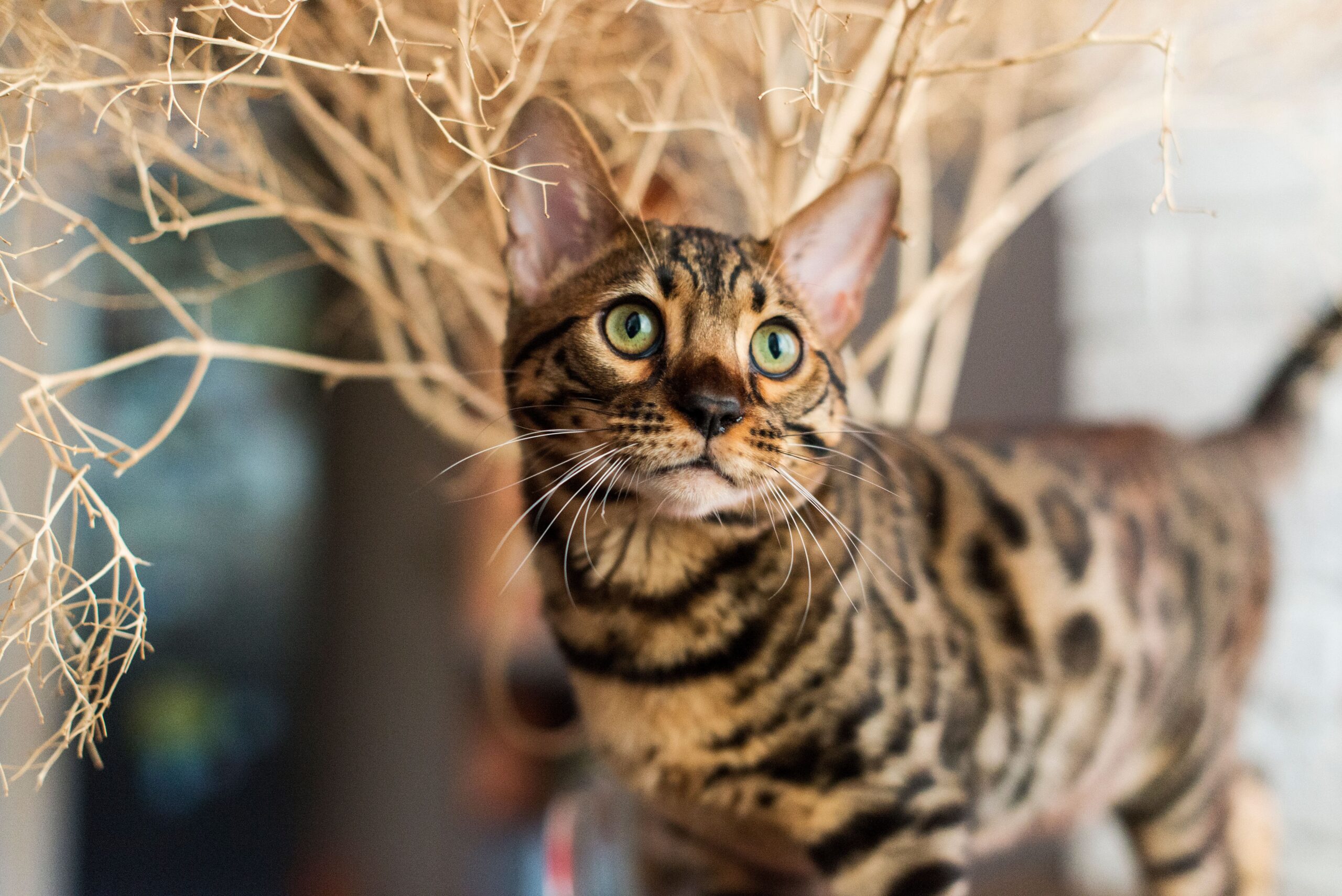 Bengal Cat Breed