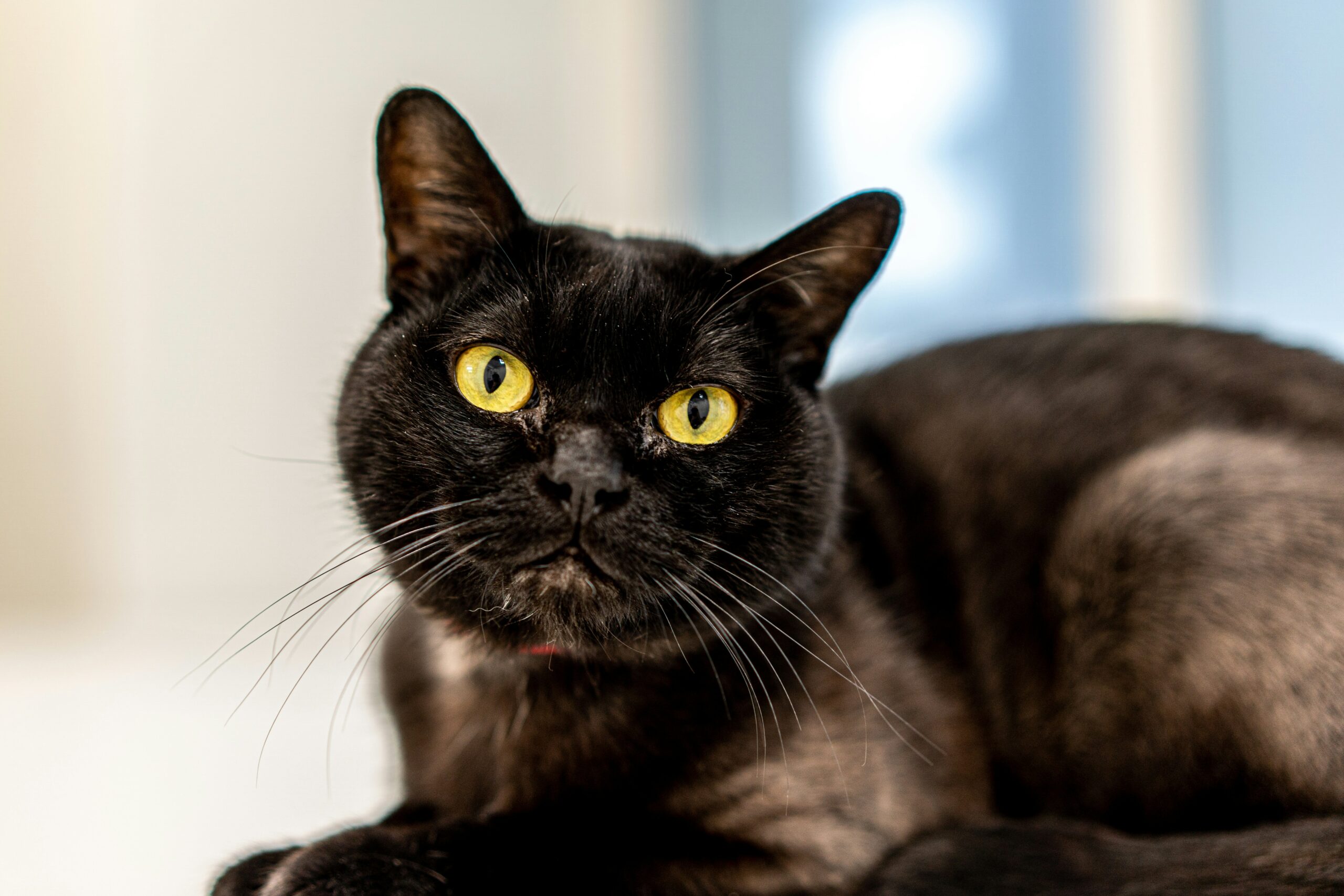 Bombay Cat Breed