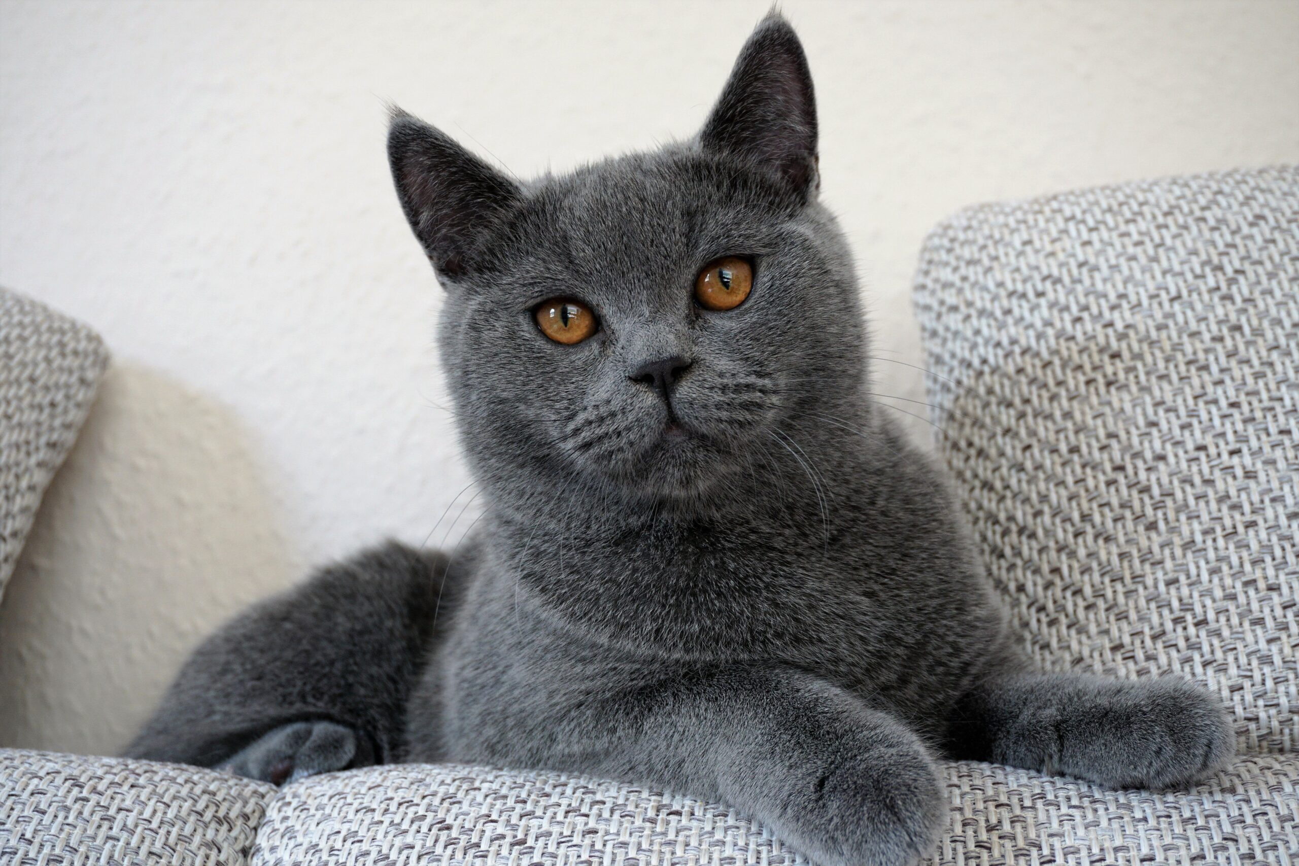 British Shorthair Cat Breed