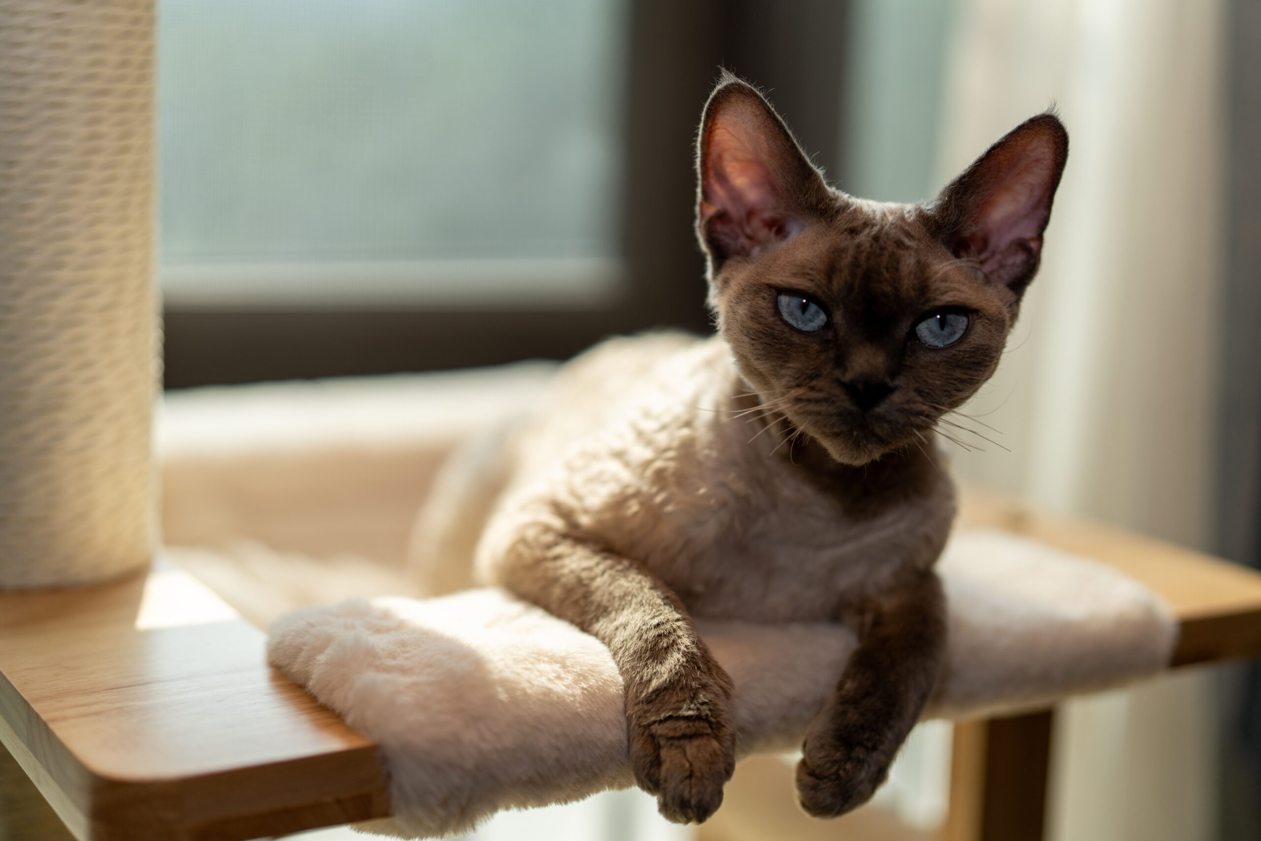 Devon Rex Cat Breed