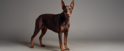 Doberman Pinscher Dog Breed Guide | Lemonade