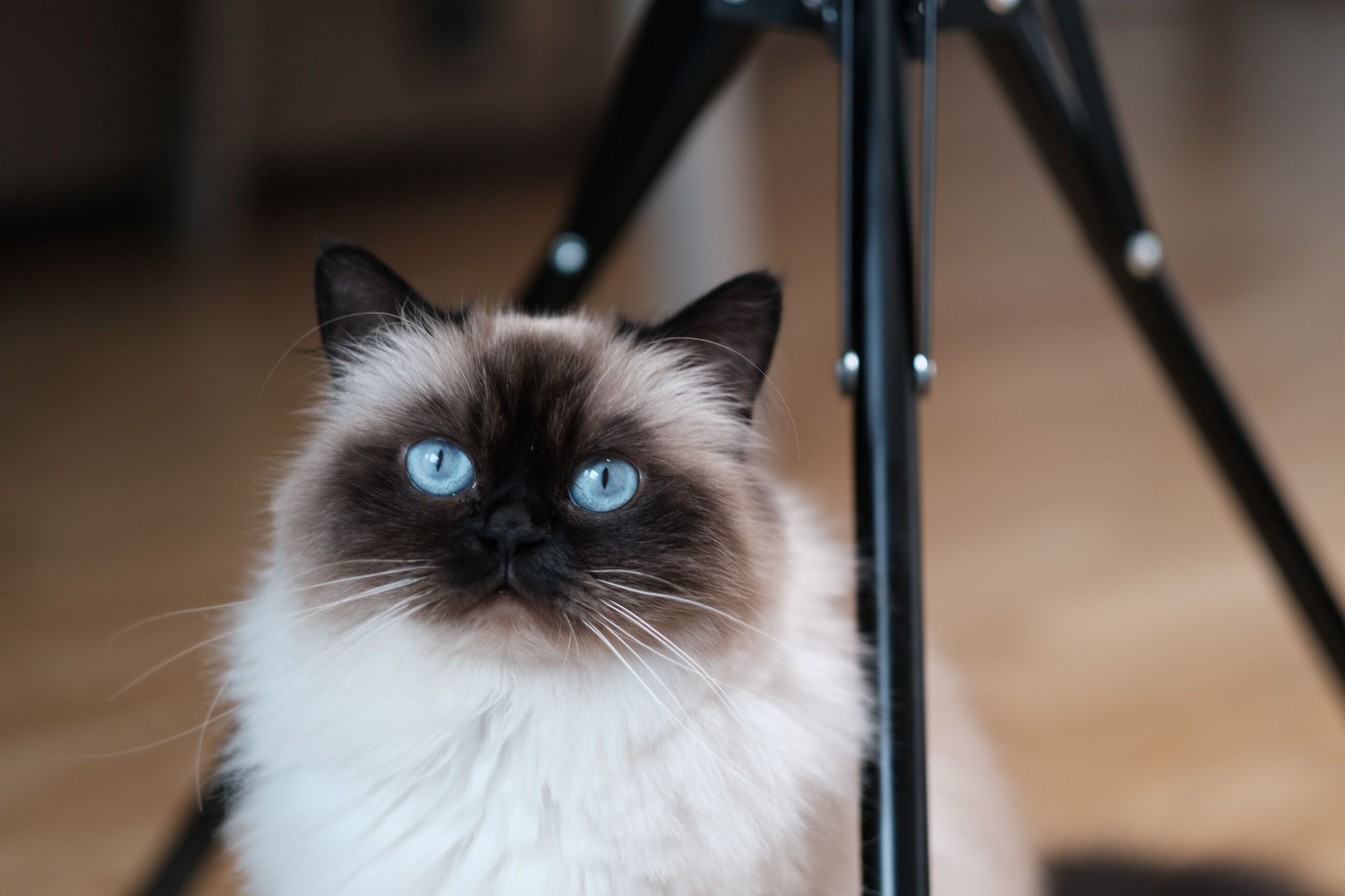 Himalayan Cat Breed