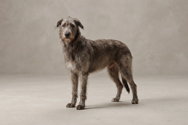 The Complete Irish wolfhound Guide | Lemonade
