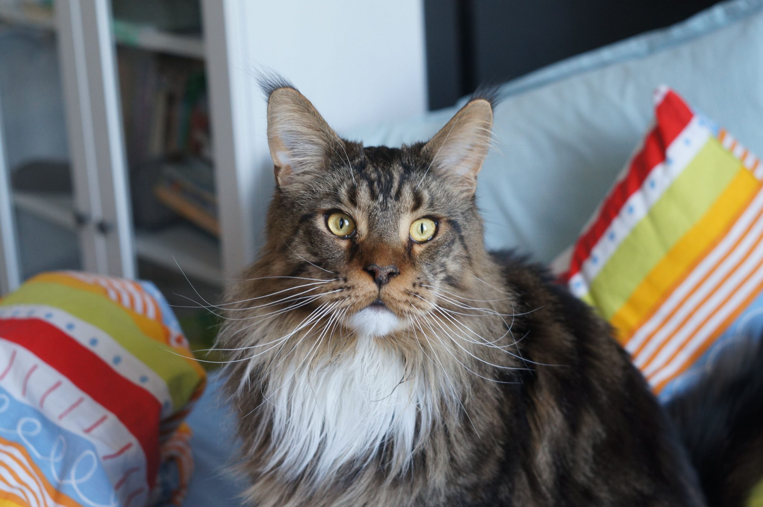 Maine Coon Cat Breed