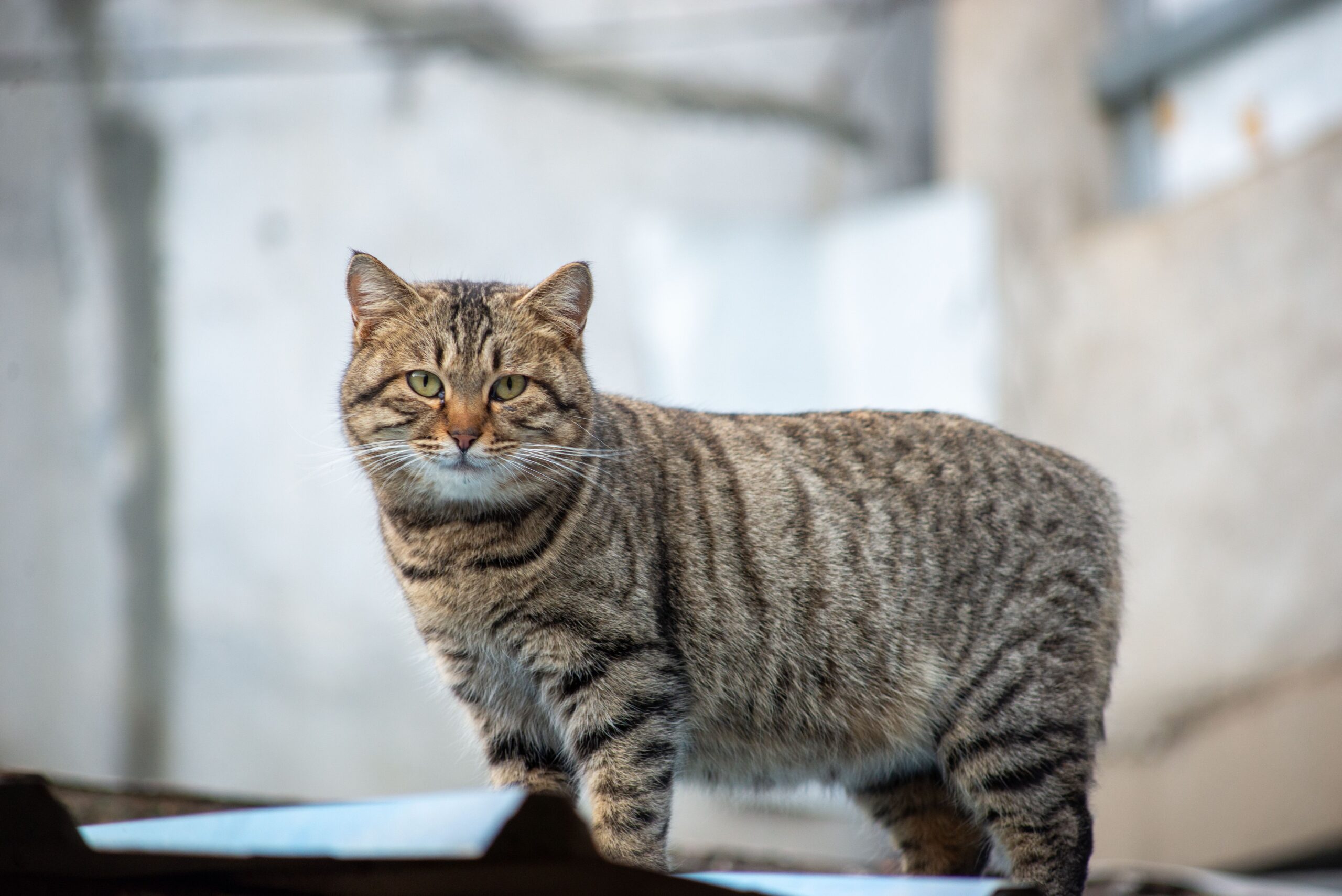 Manx Cat Breed