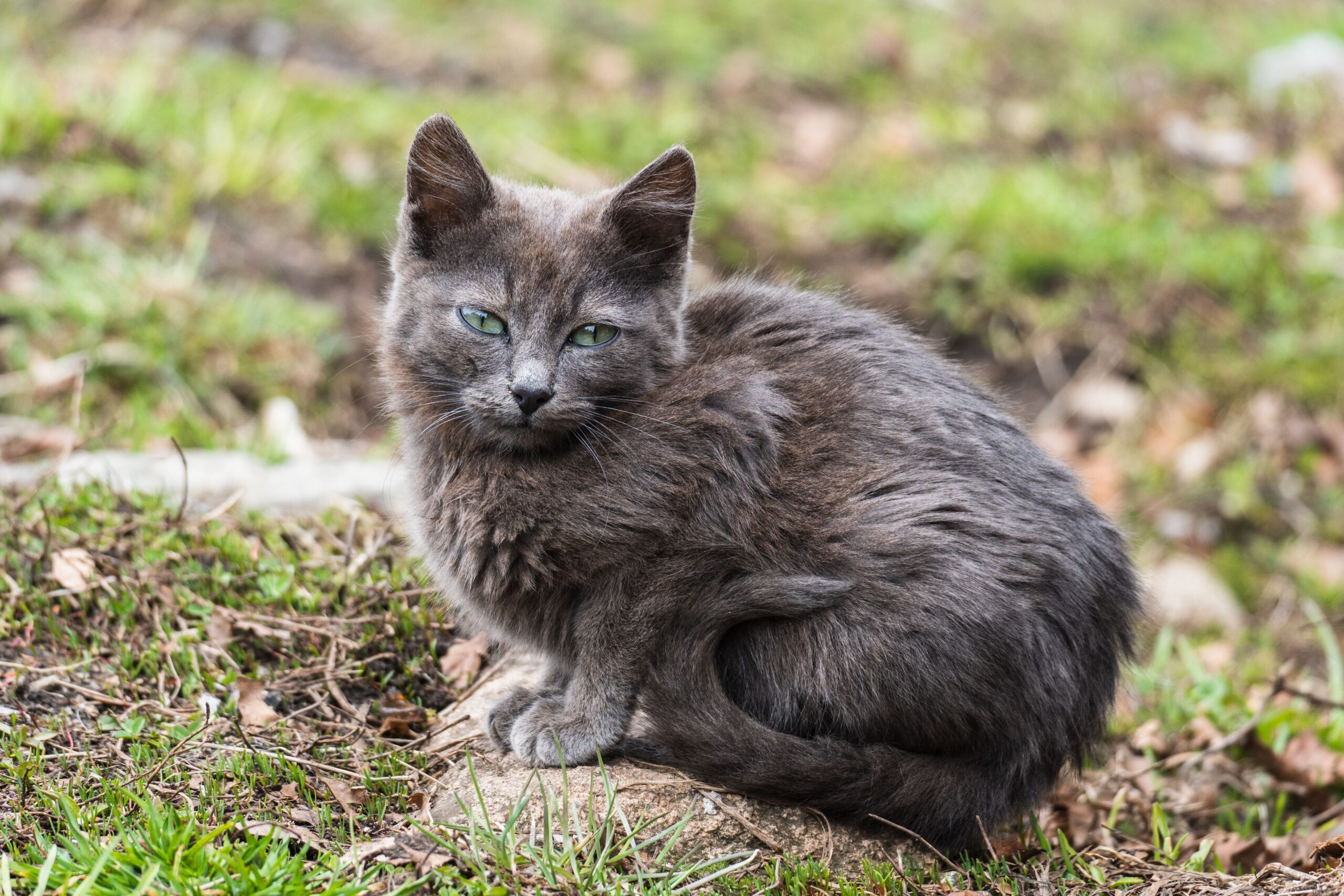 Nebelung Cat Breed