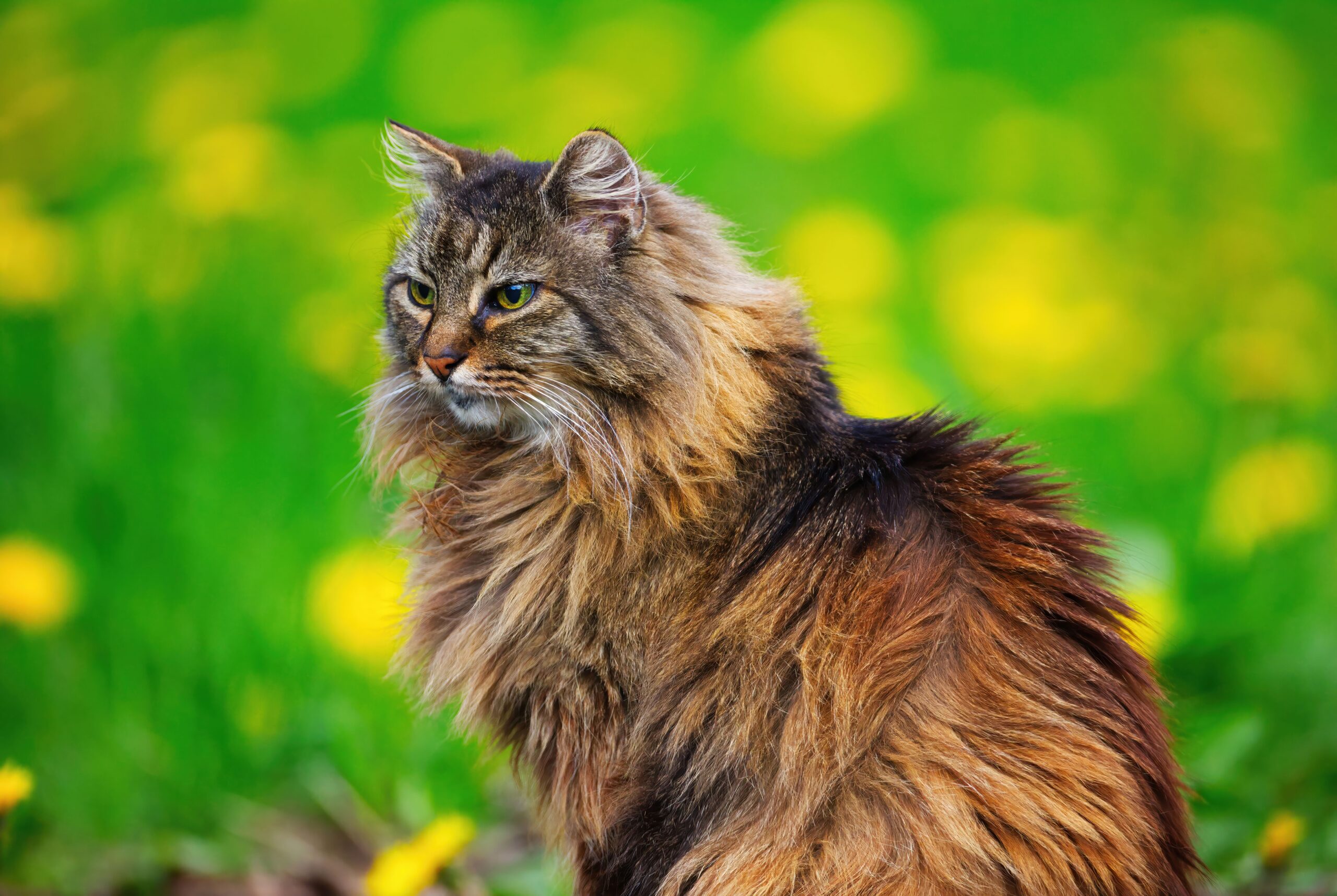 Norwegian Forest Cat Breed