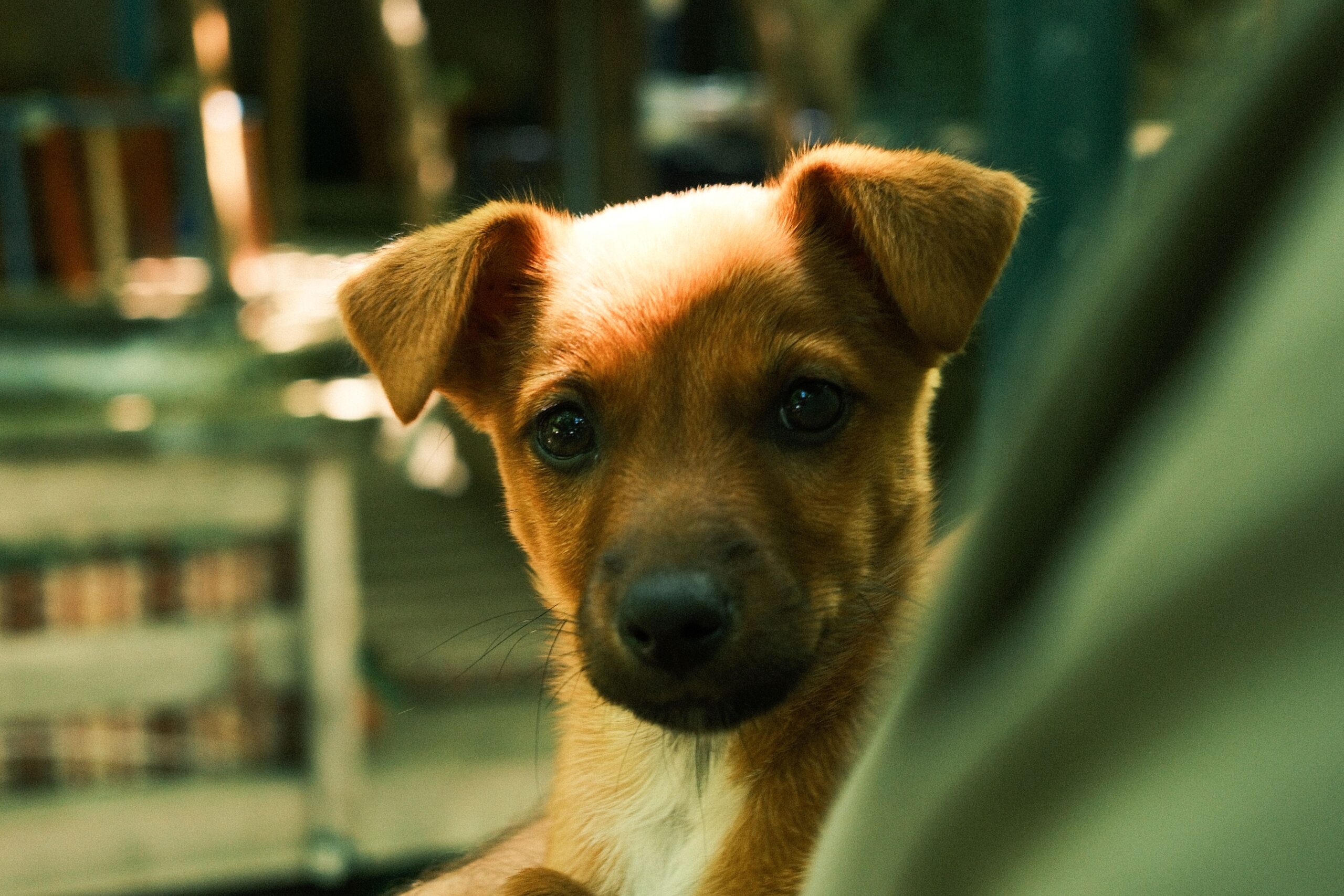 Parvo