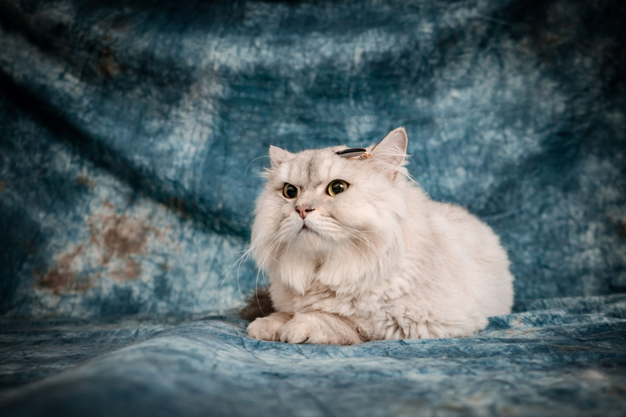 Persian Cat Breed