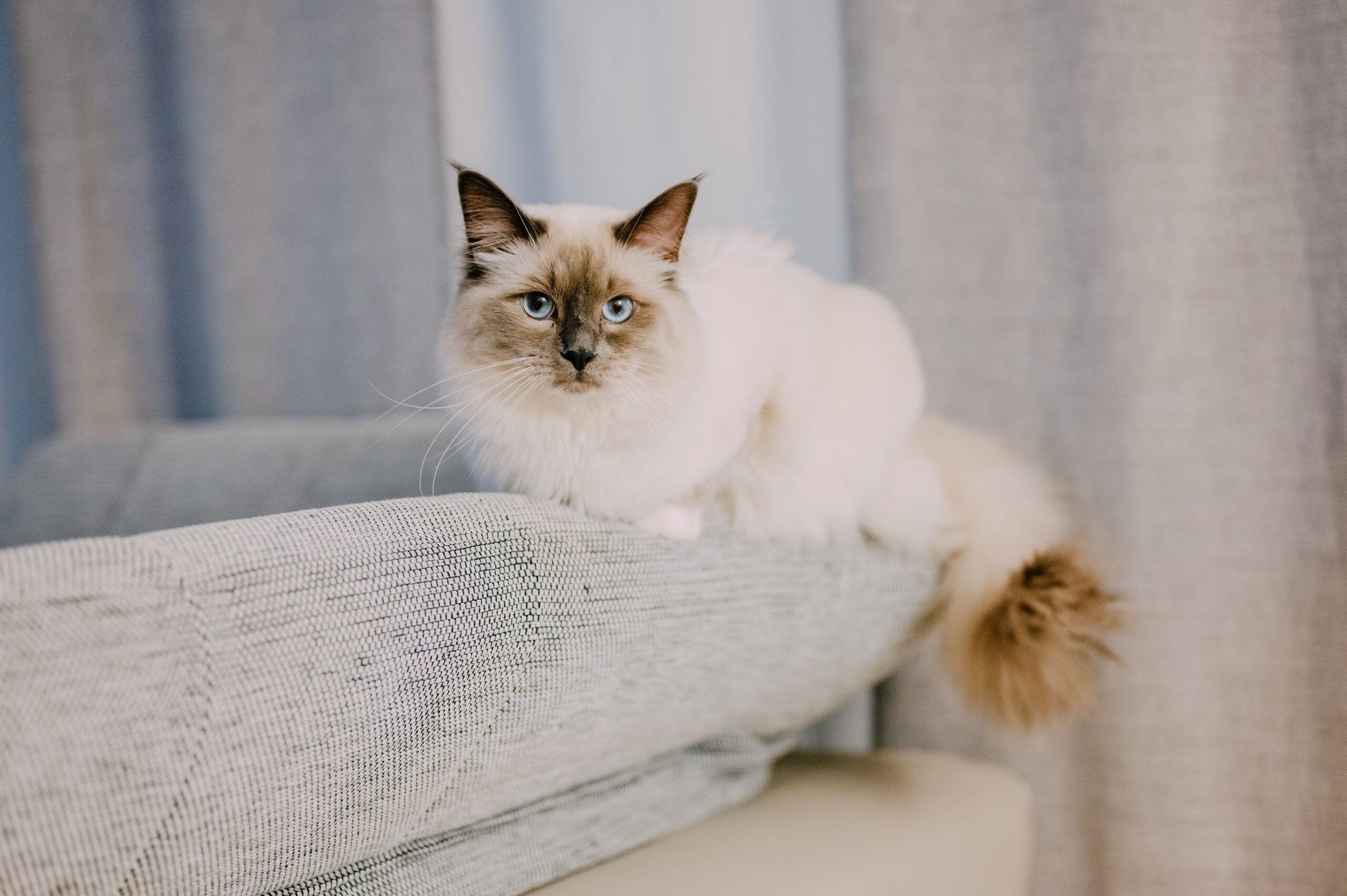 Ragdoll Cat Breed