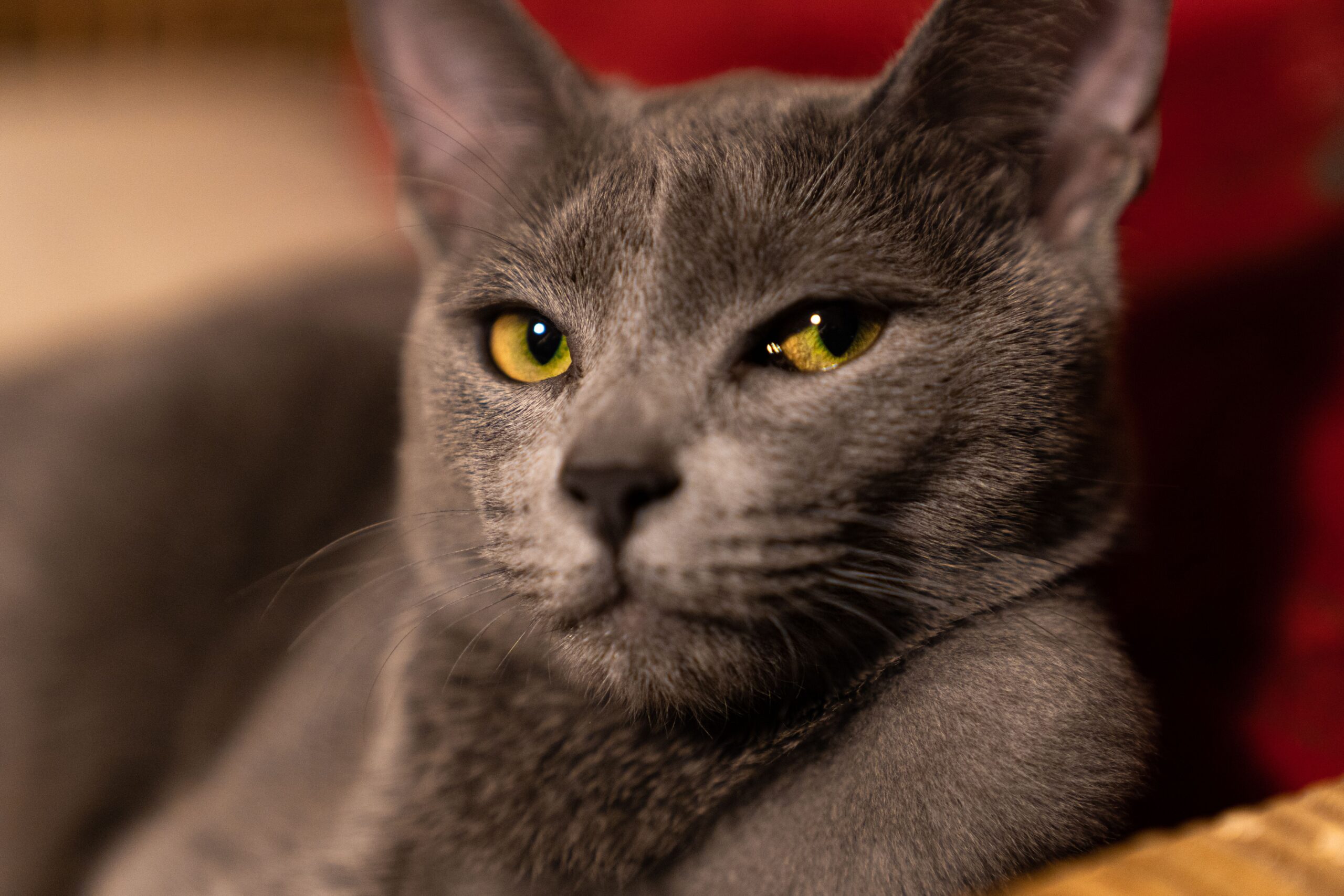 Russian Blue Cat Breed