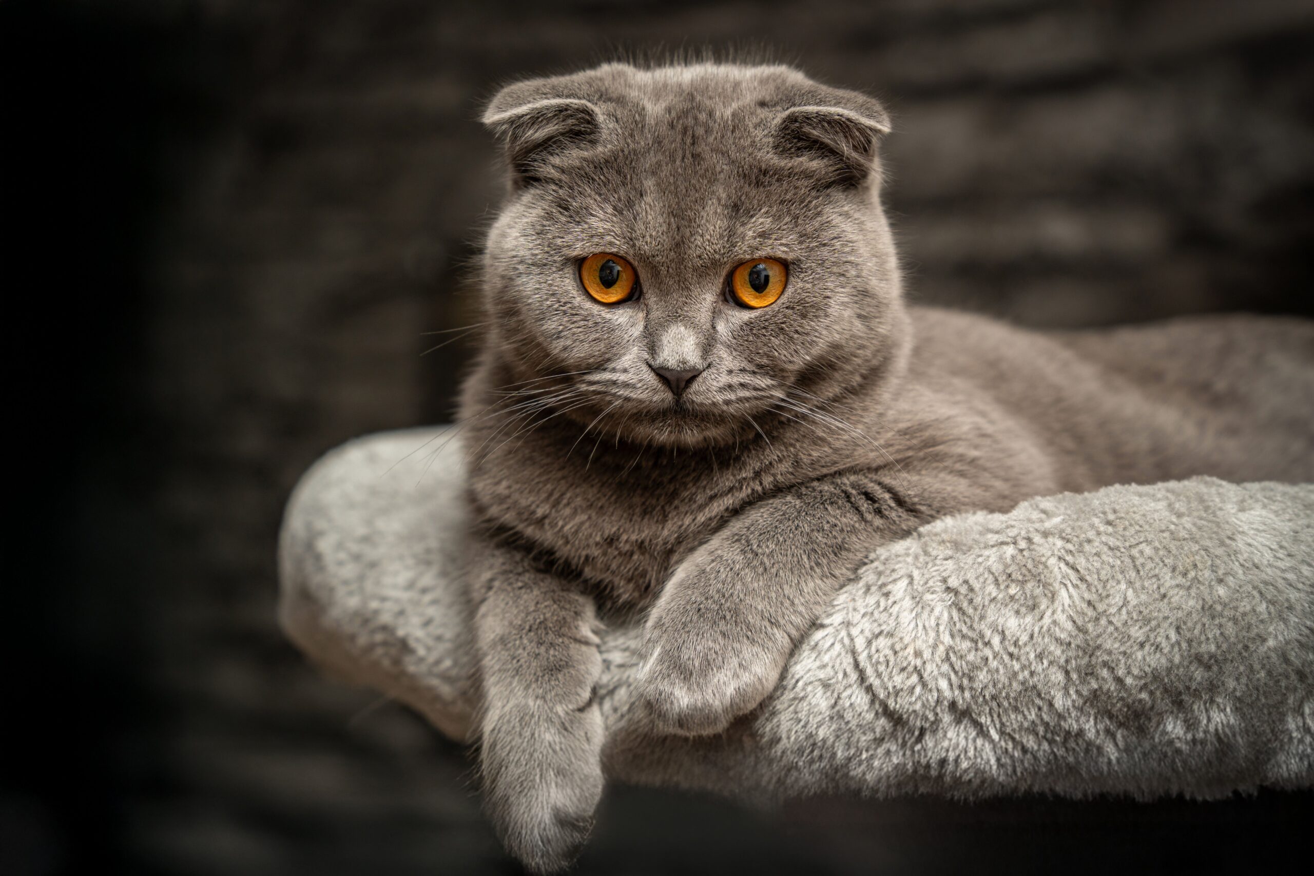 Scottish Fold Cat Breed