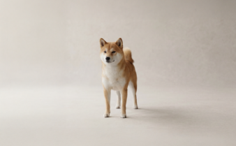 Shiba Inu Dog Breed Guide | Lemonade
