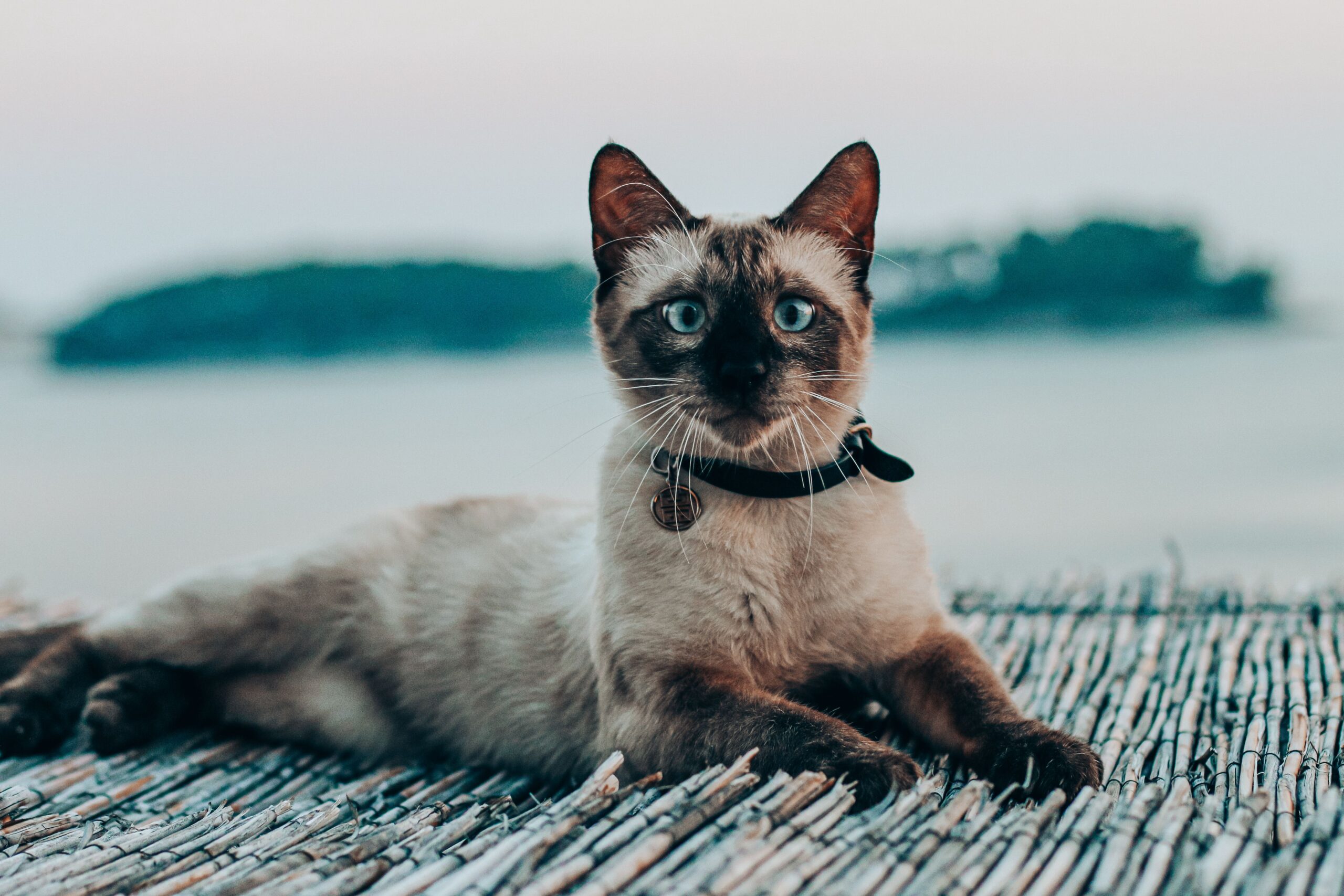 Siamese Cat Breed