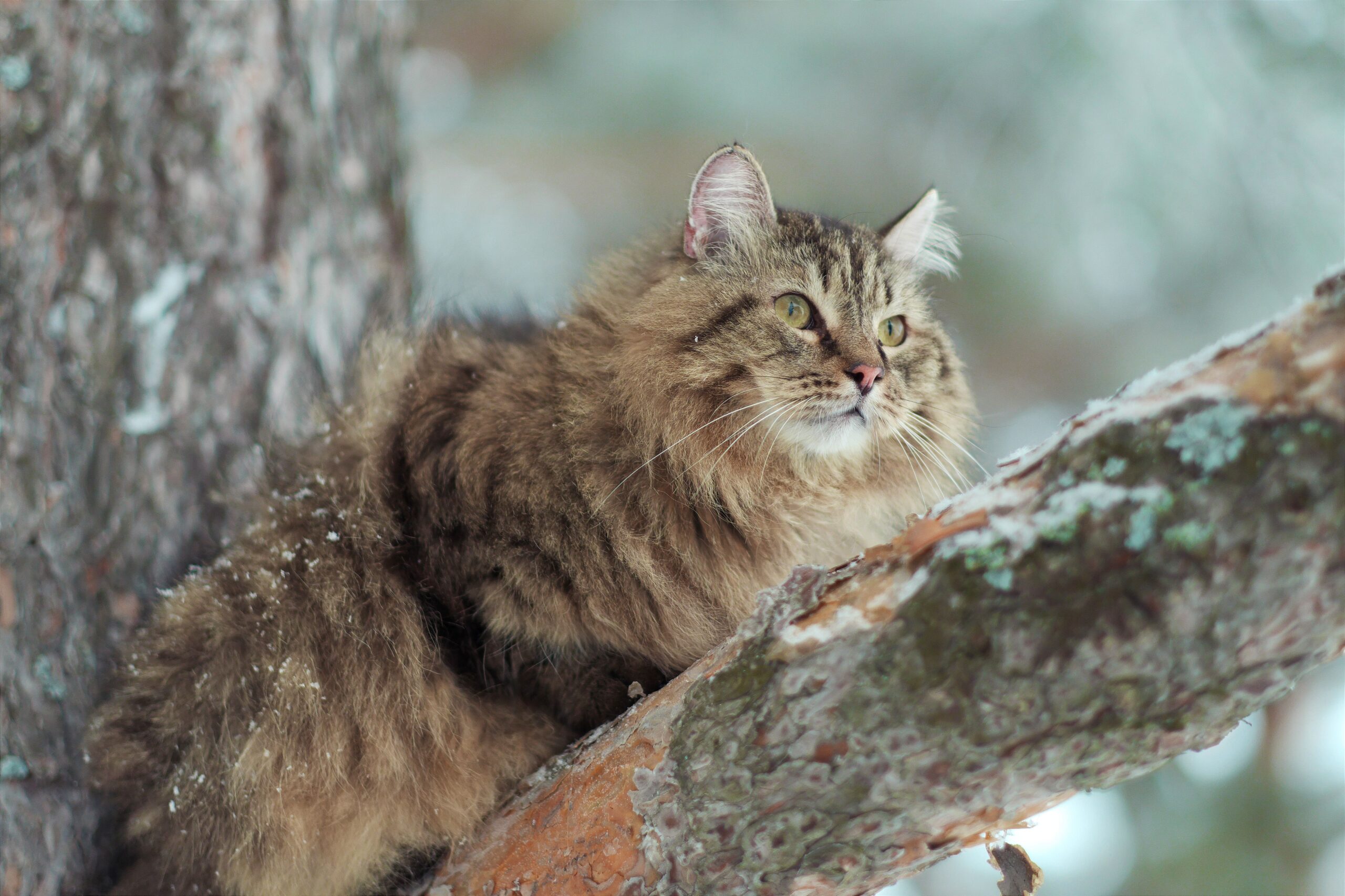 Siberian Cat Breed