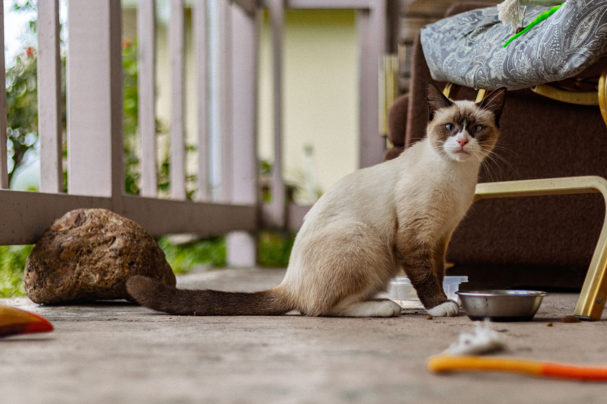 Snowshoe