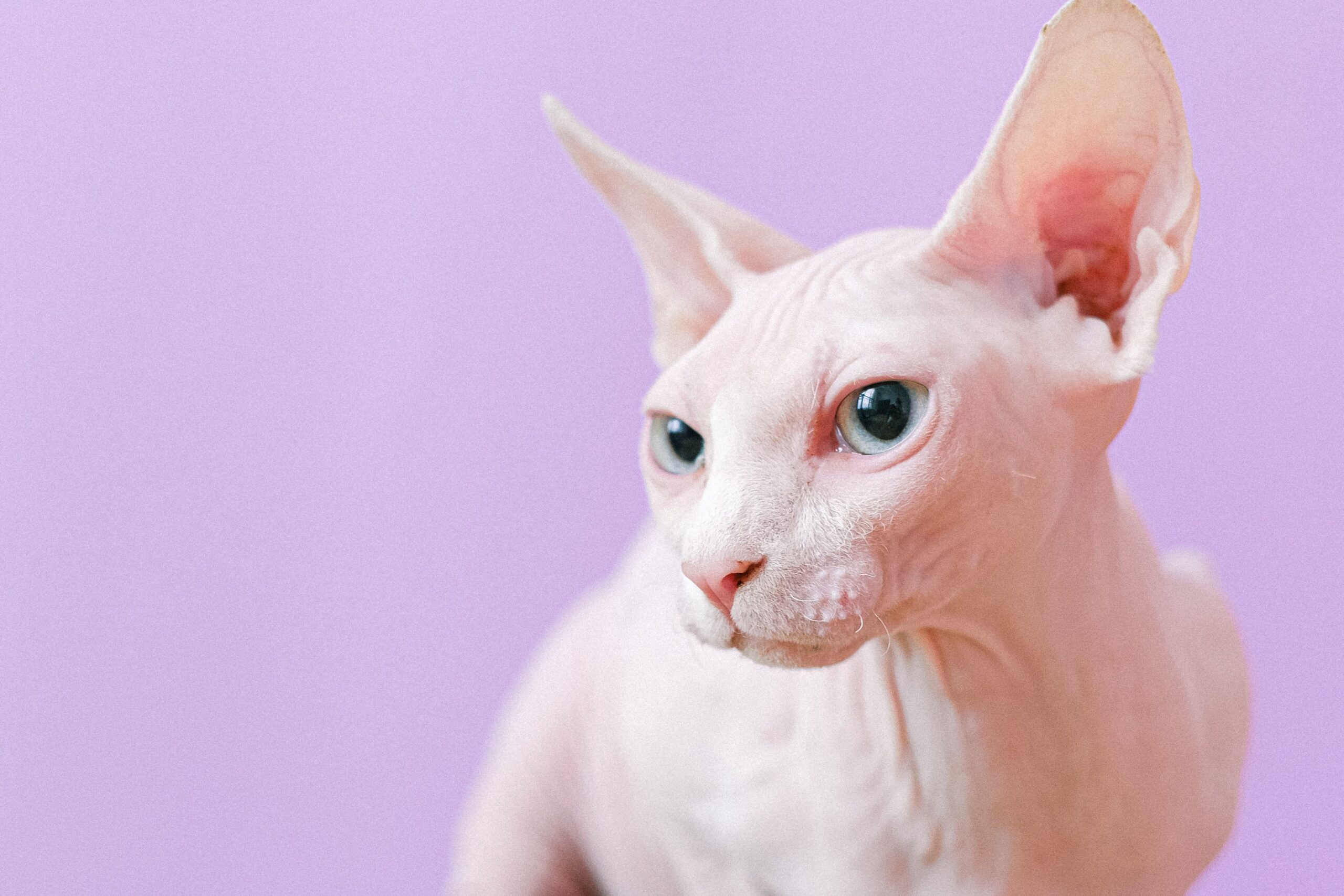 Sphynx Cat Breed