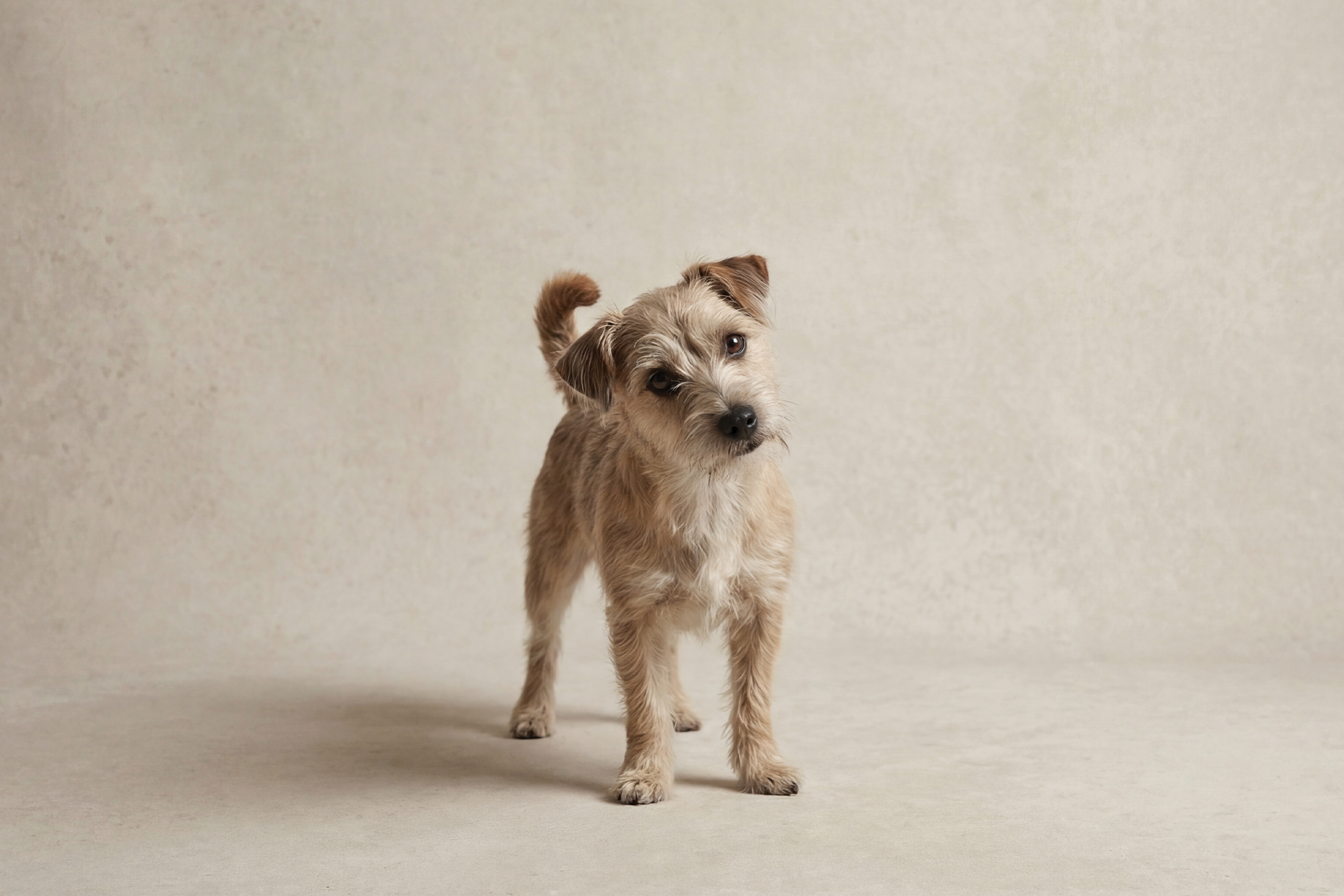 Terrier Mix