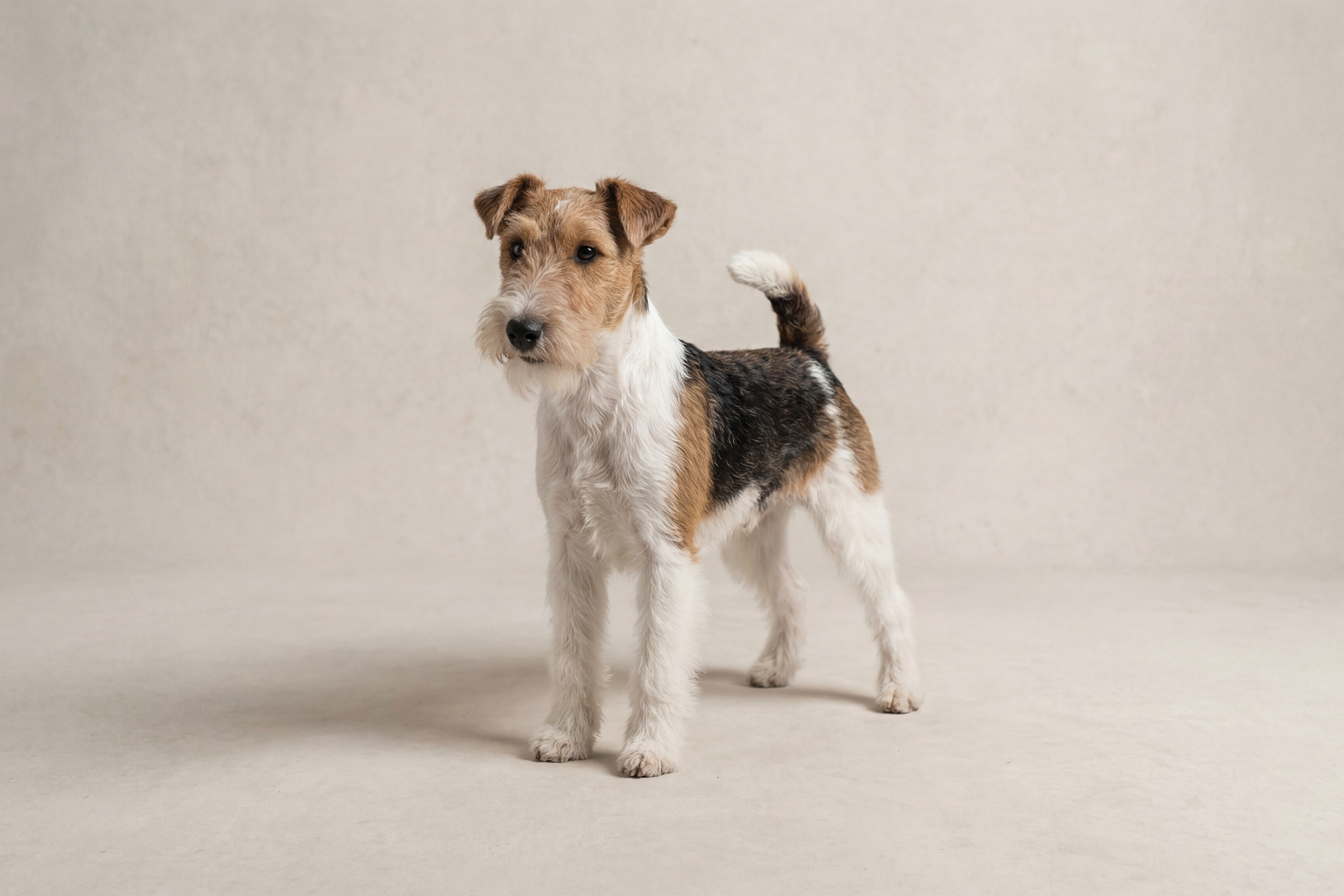 Wire Haired Fox Terrier