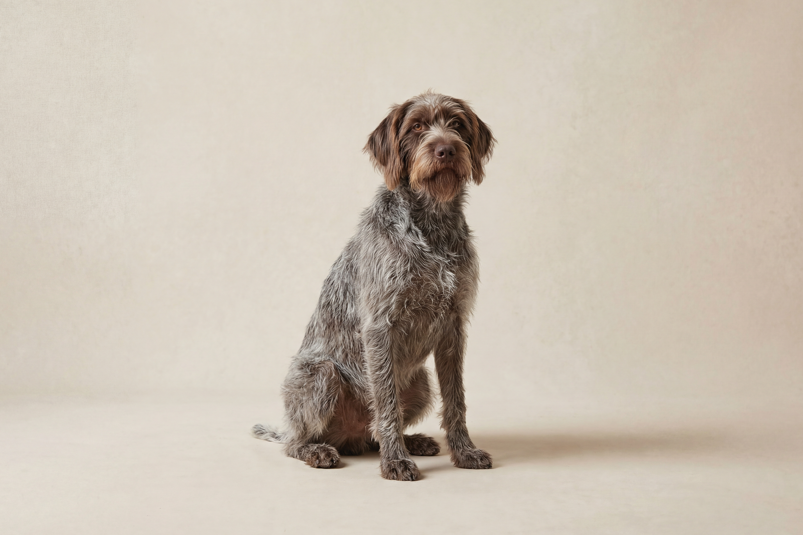 Wirehaired Pointing Griffon