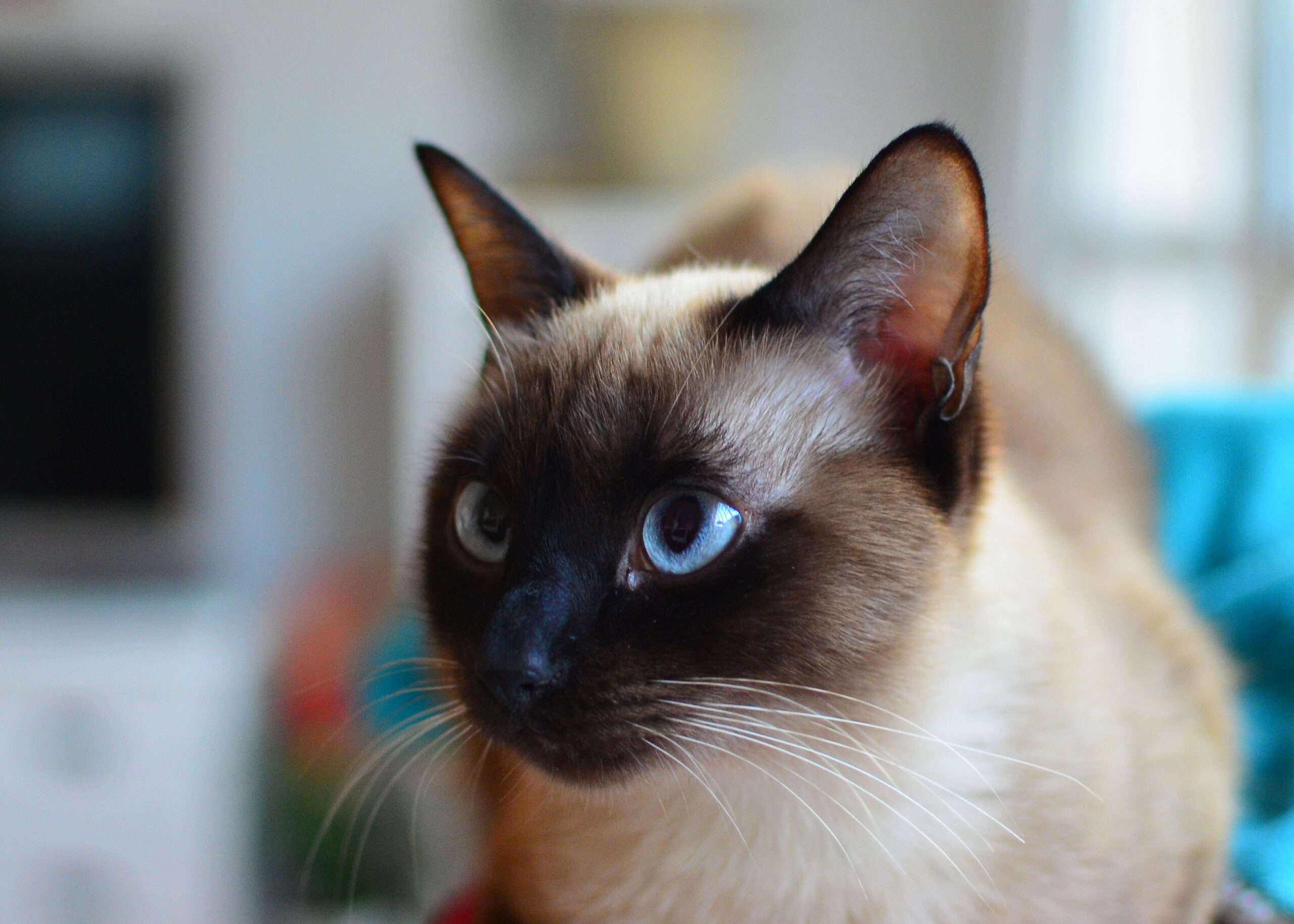 amyloidosis in cats