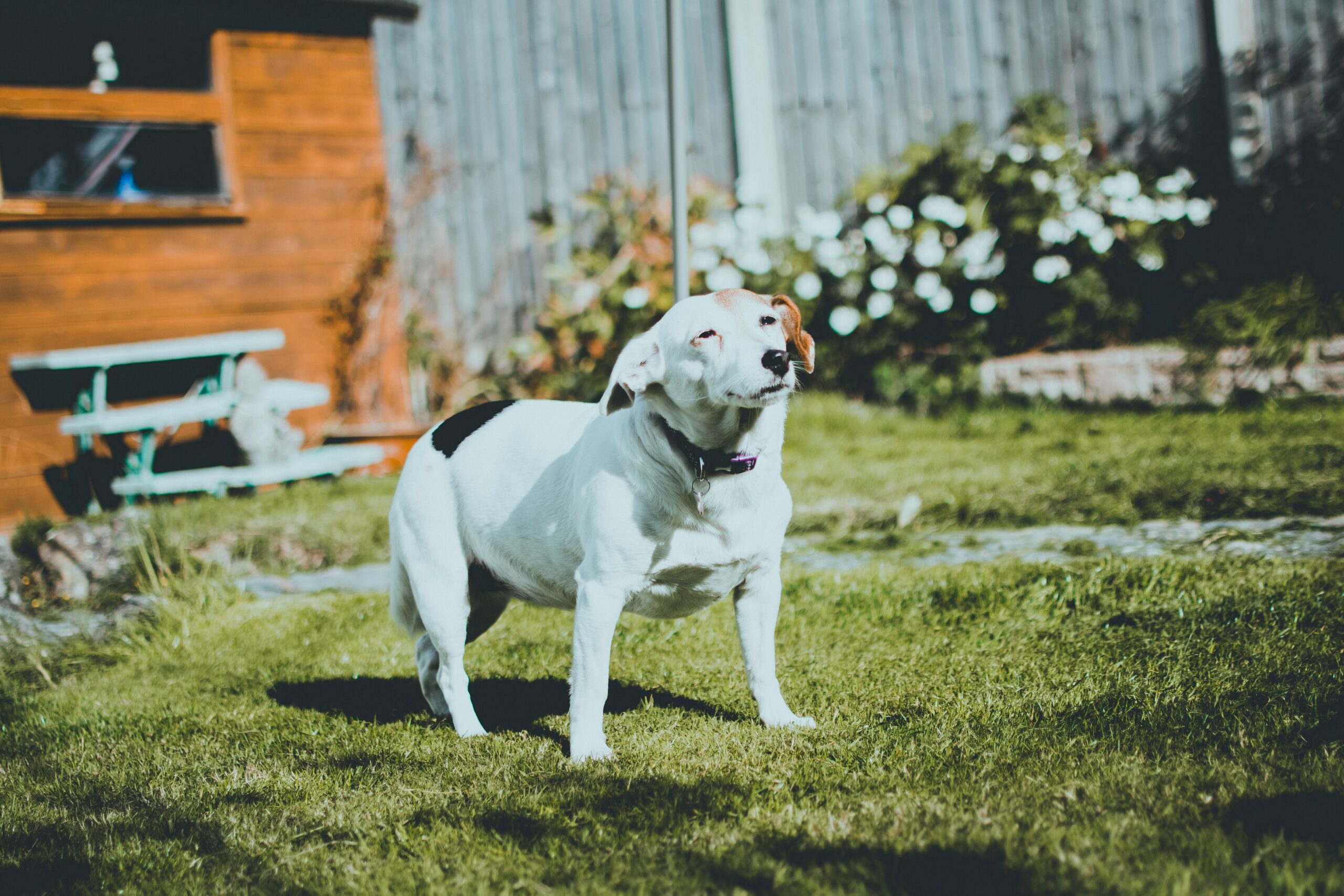 ataxia in dogs