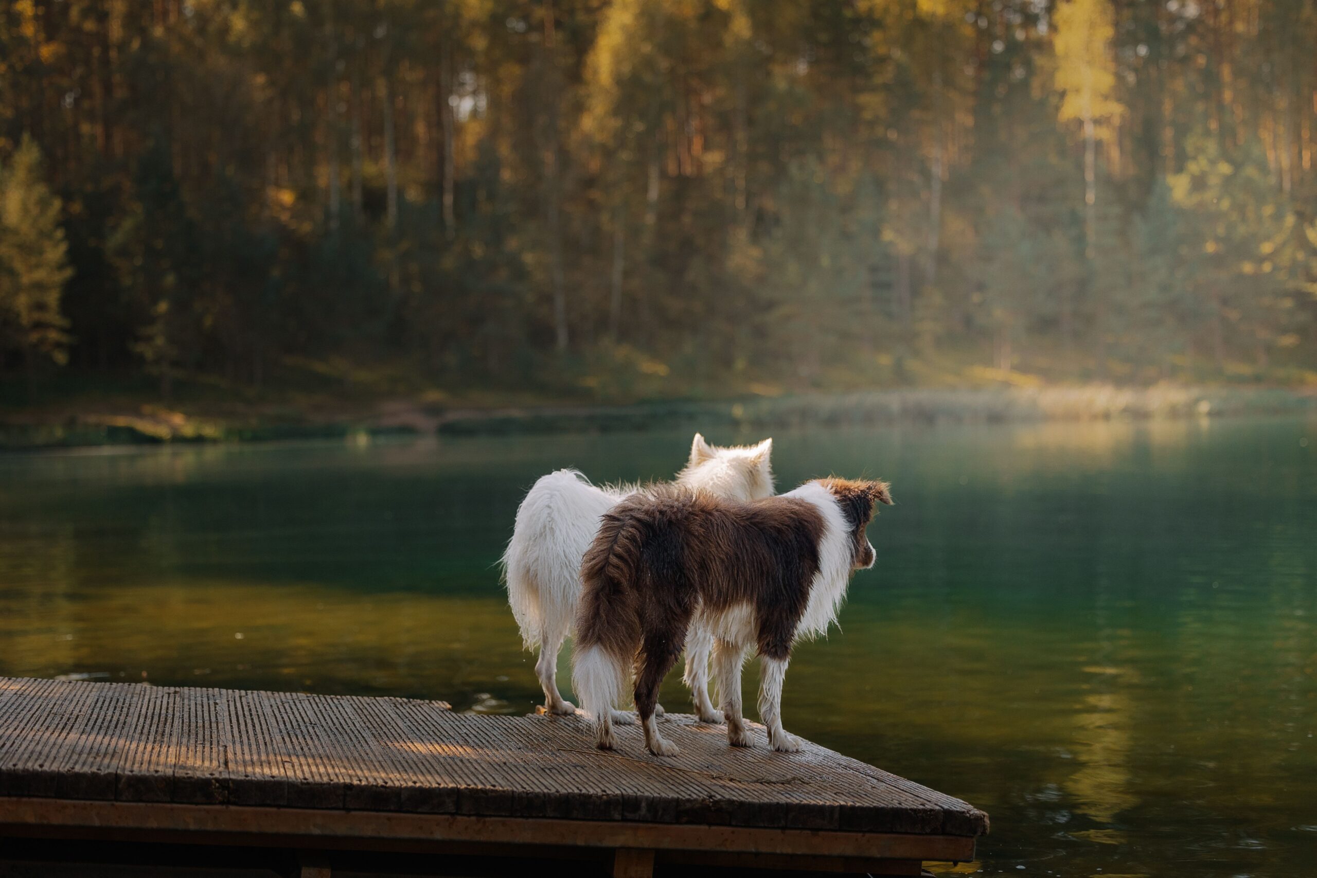 blastomycosis in dogs