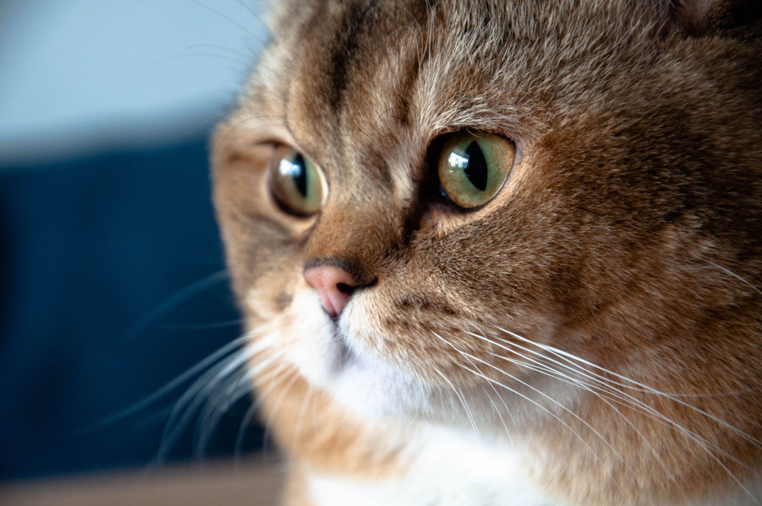 brachycephalic cats
